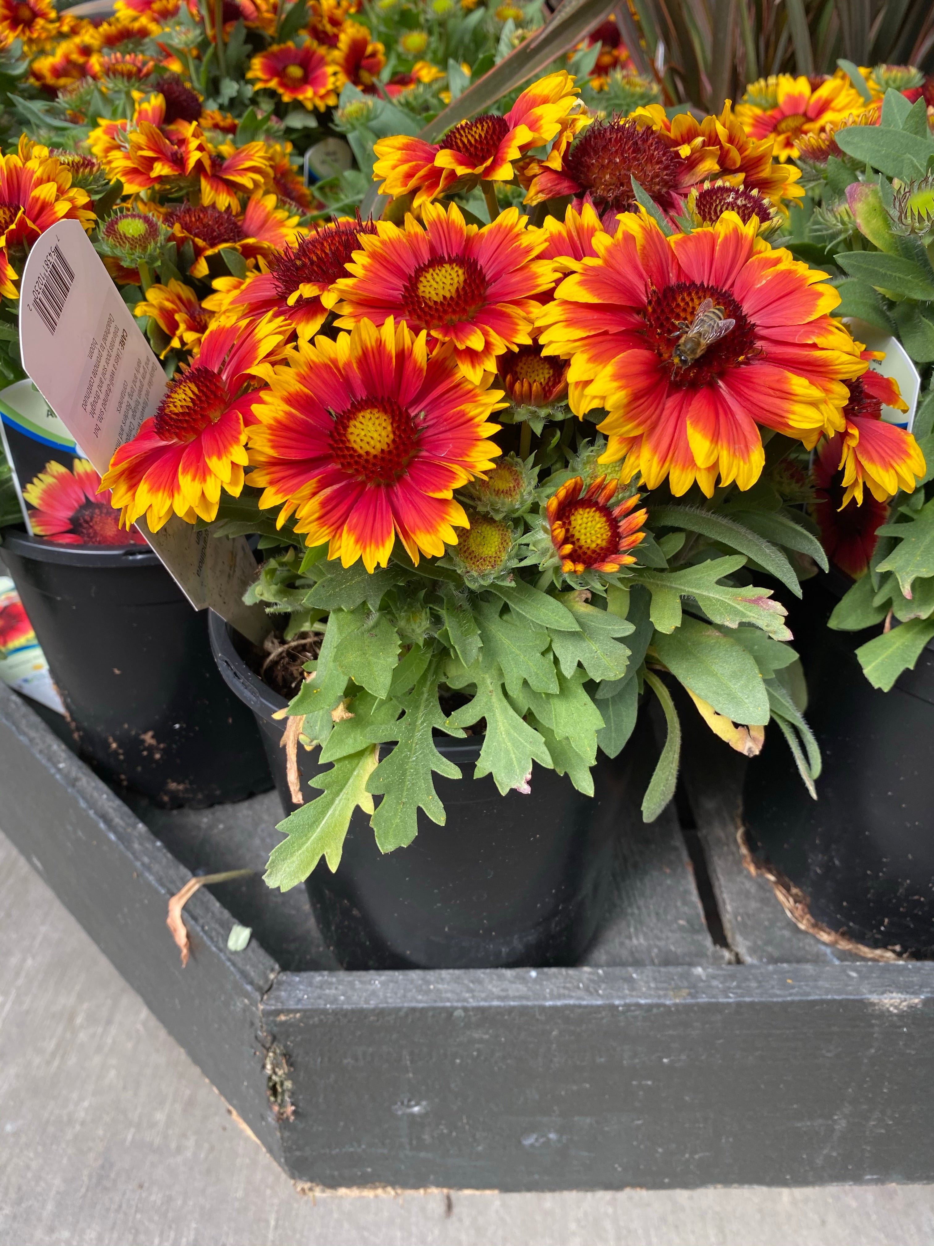 Gaillardia ‘Arizona Sun’ 1G