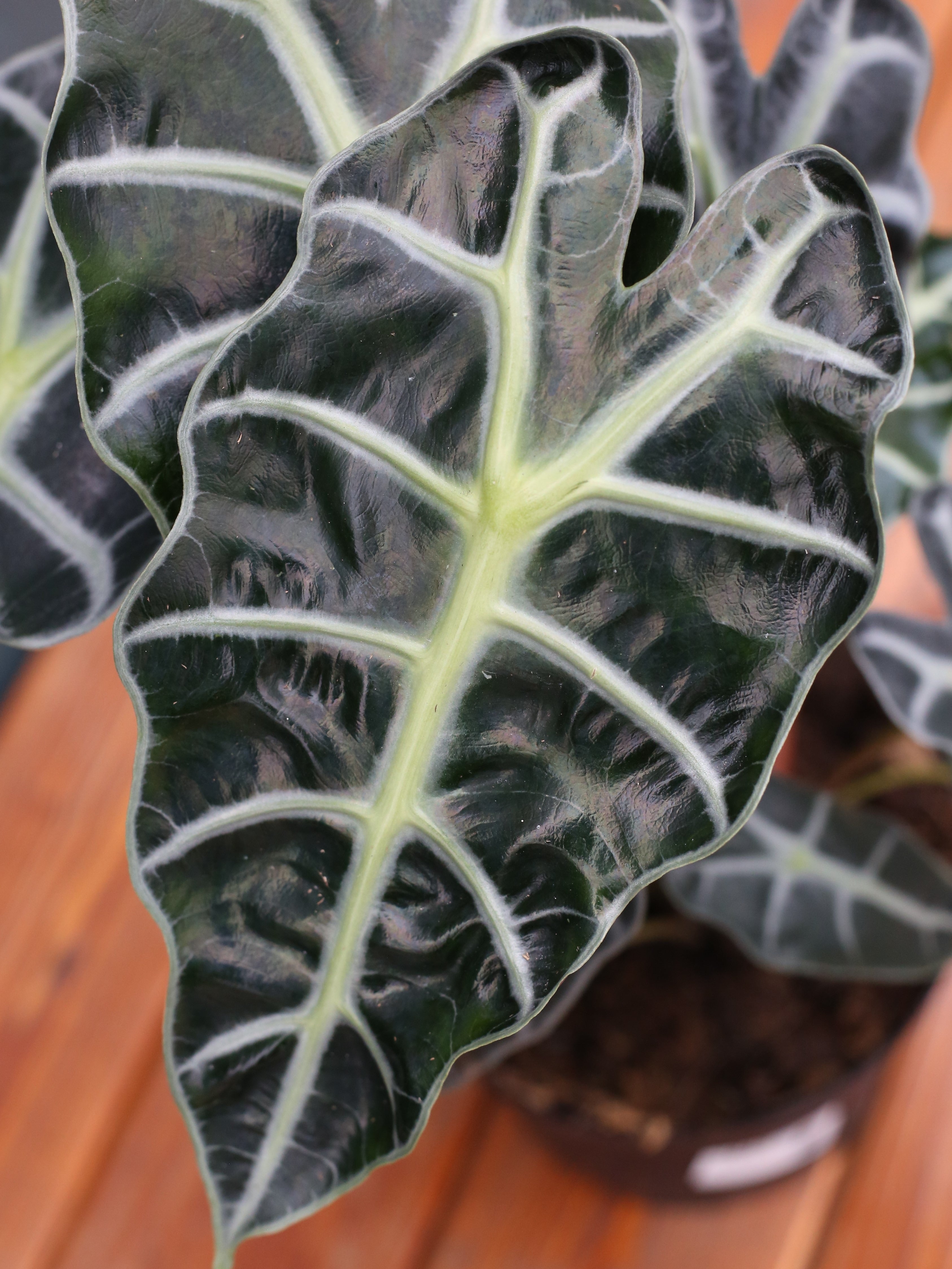 Alocasia ‘Polly’