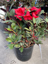 Rhododendron ‘Everred’