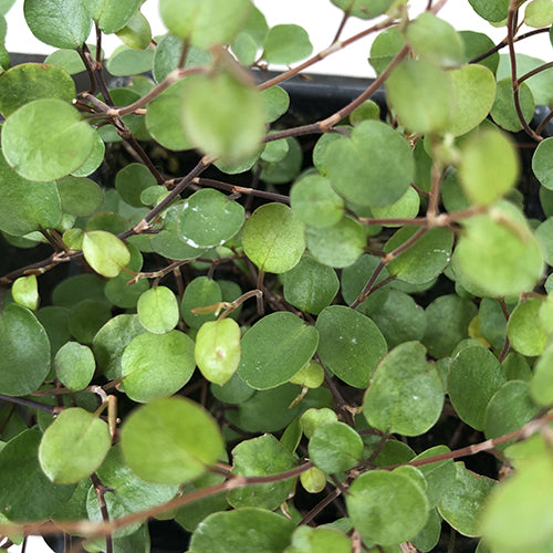 Muehlenbeckia Creeping Wire Vine 4”