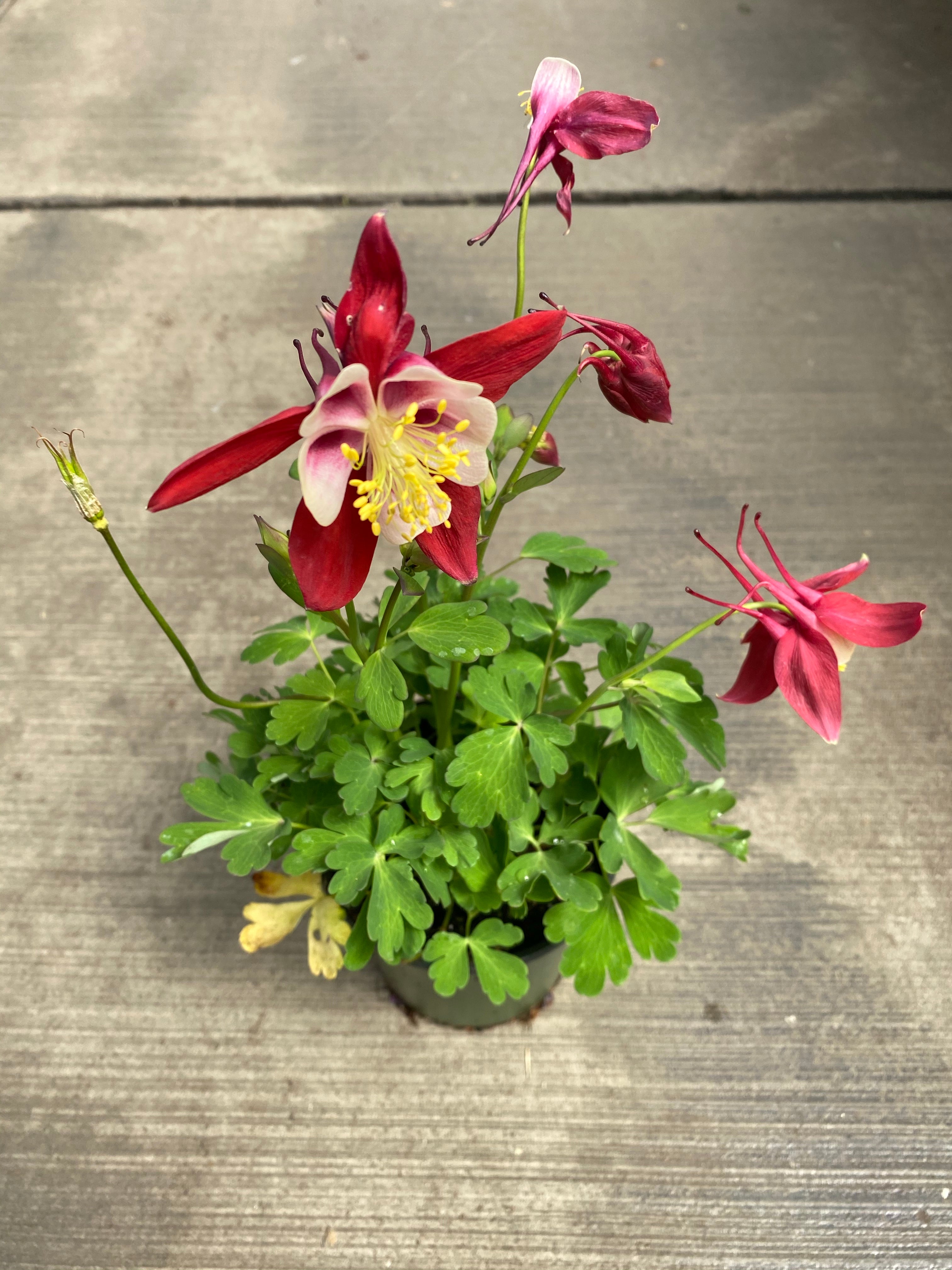 Aquilegia Kirigami™ Red & White Qt.