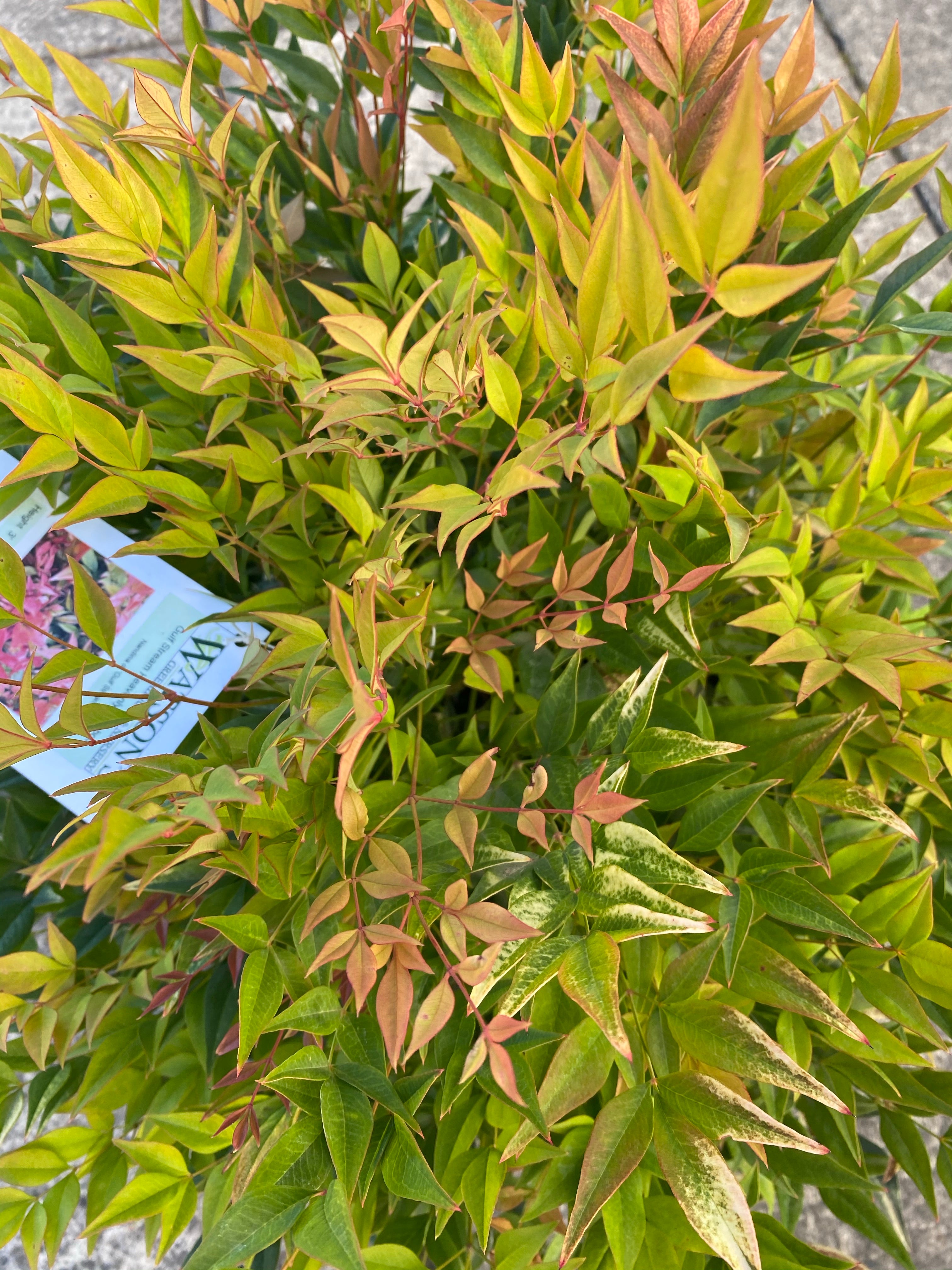 Nandina ‘Gulf Stream’ 2G