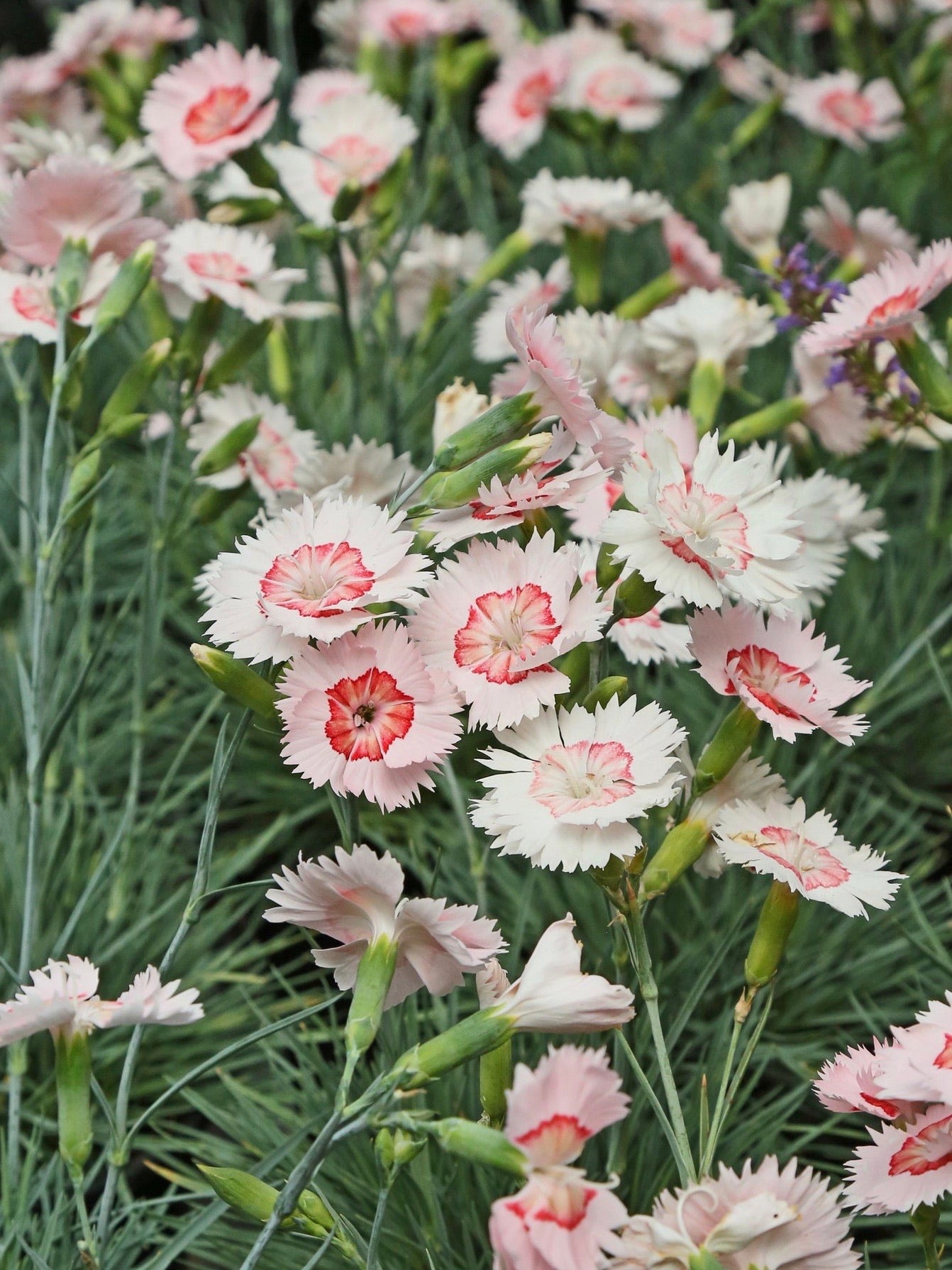 Dianthus American Pie™ 'Georgia Peach Pie'