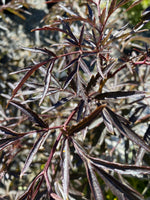 Elderberry ‘Black Lace’ 5G