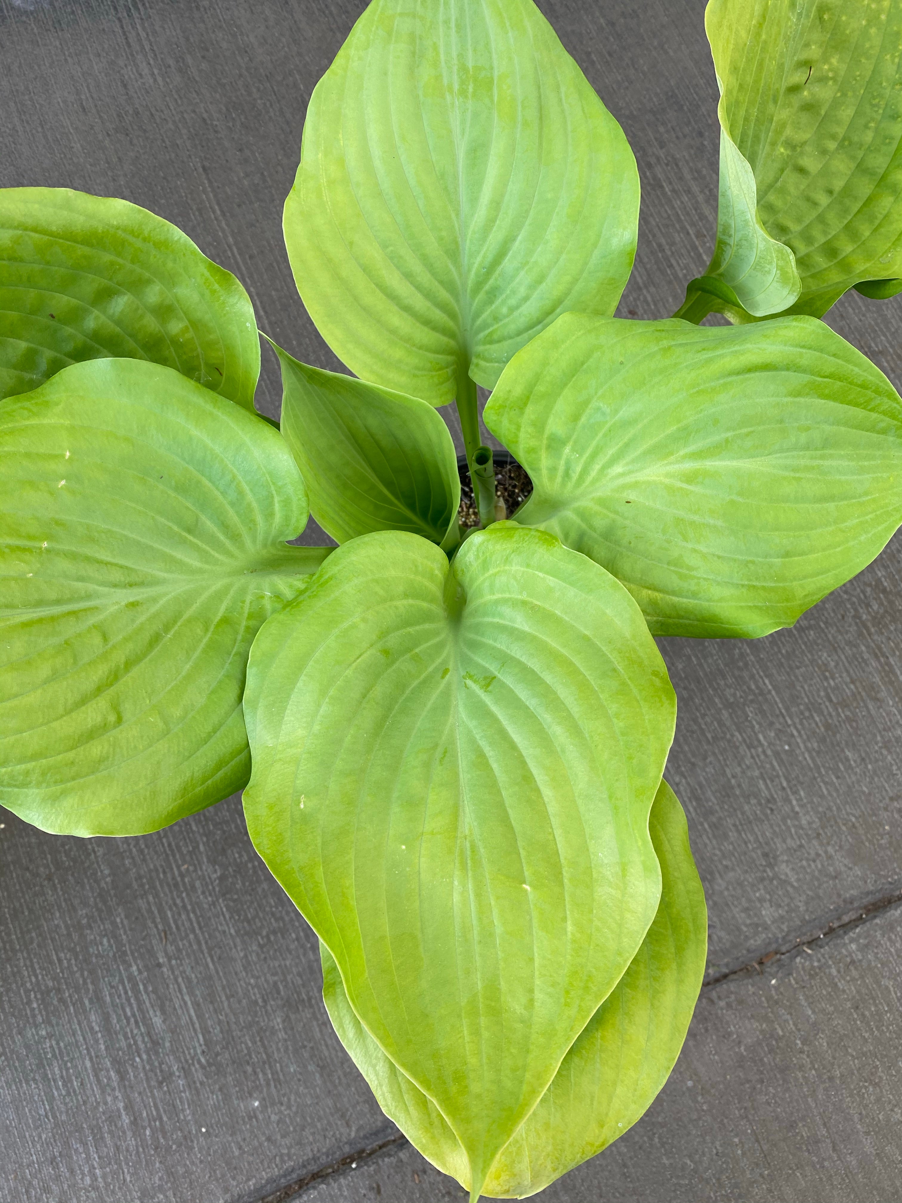 Hosta 'Sum and Substance' 1G