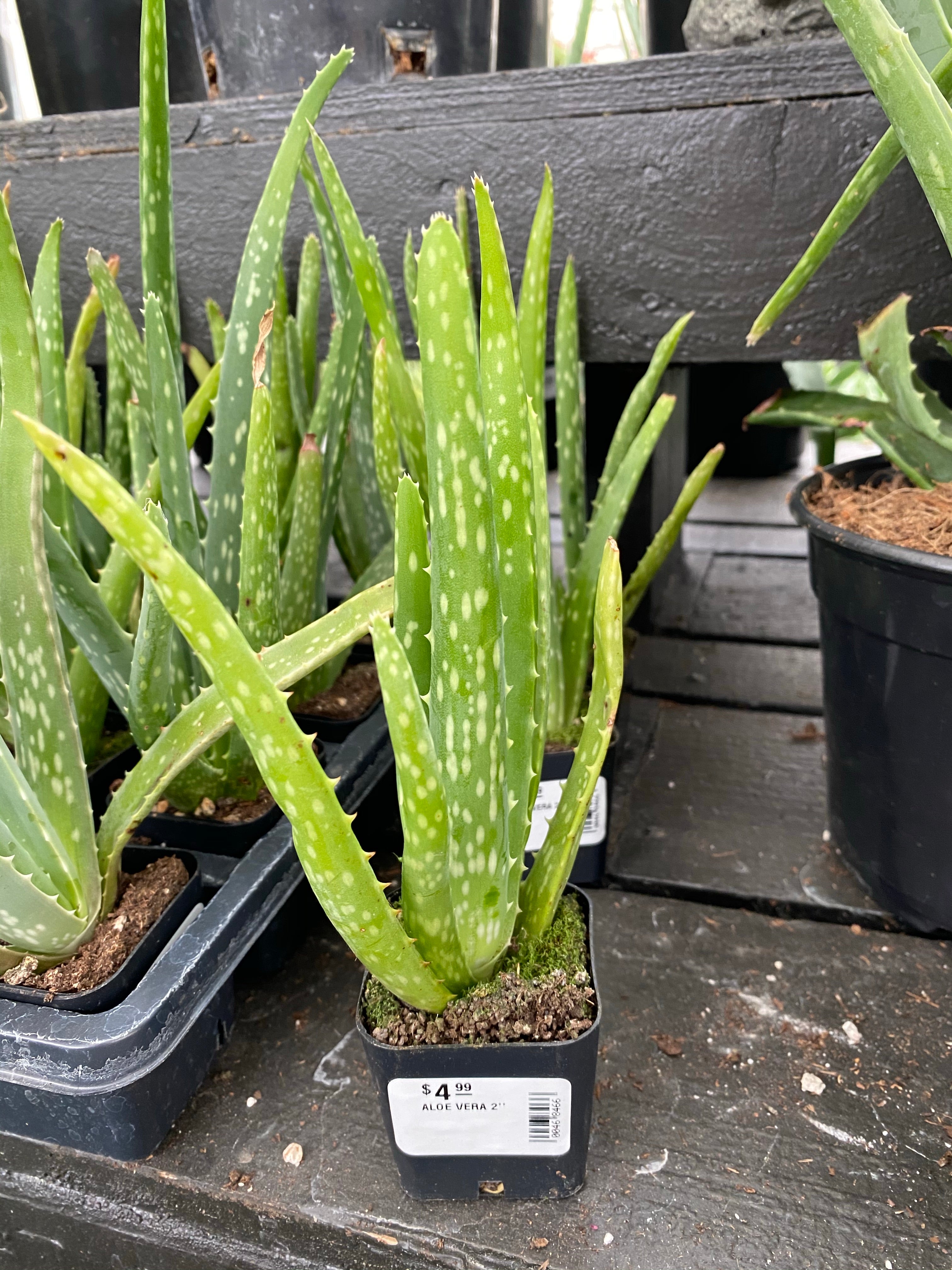 Aloe Vera 4