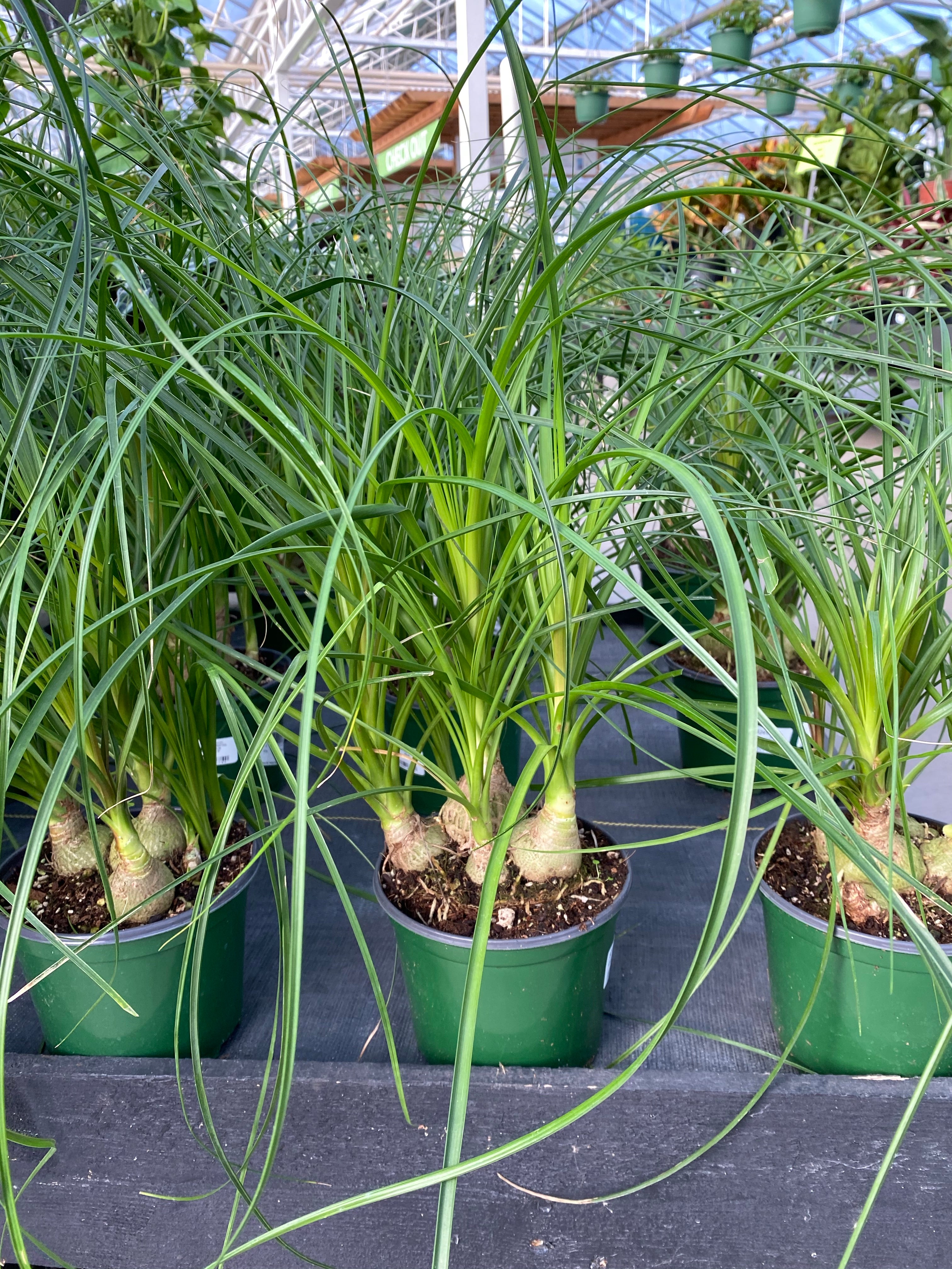 Ponytail Palm Beaucarnea 6"