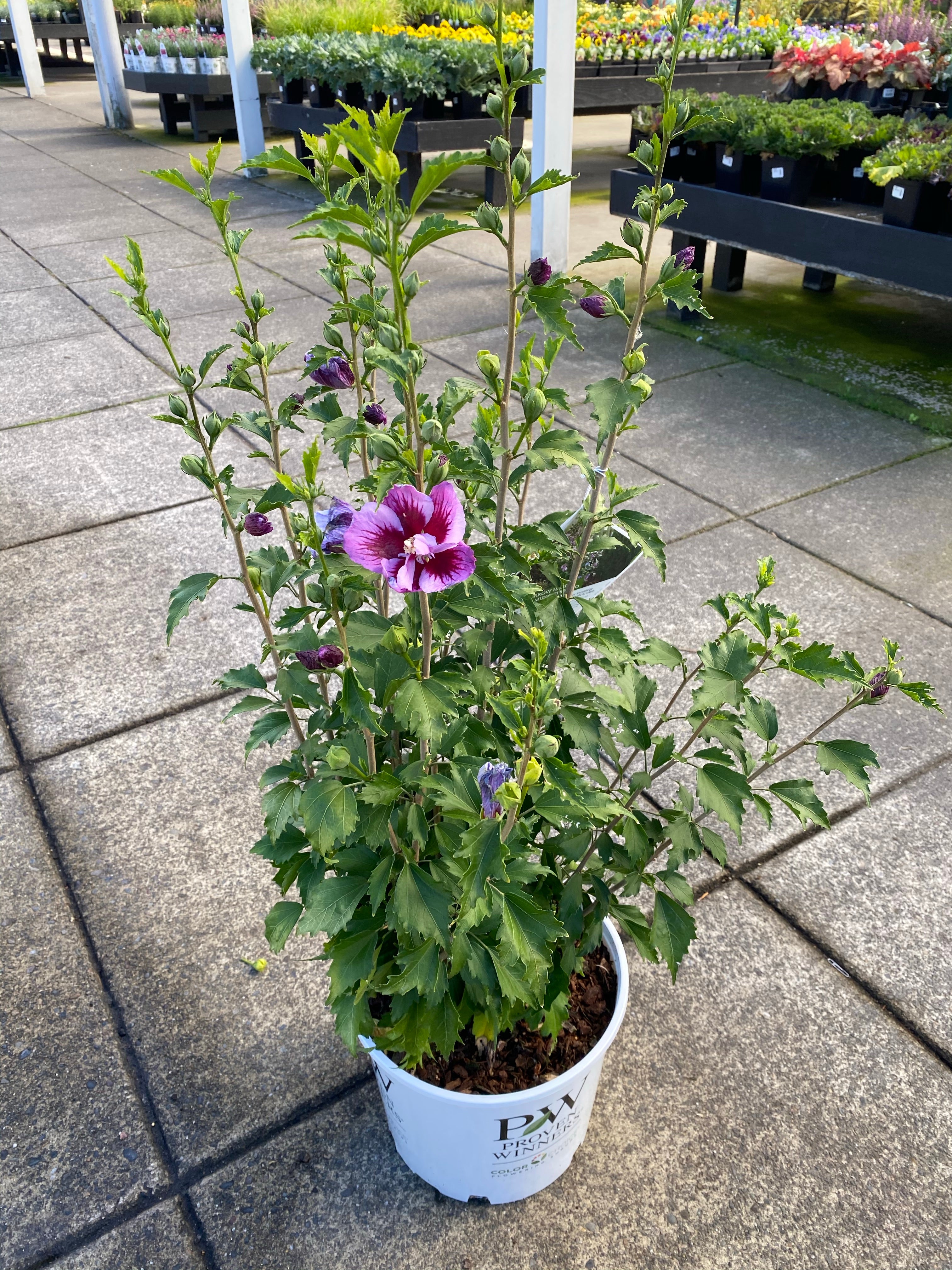 Rose of Sharon ‘Purple Pillar’ 3G