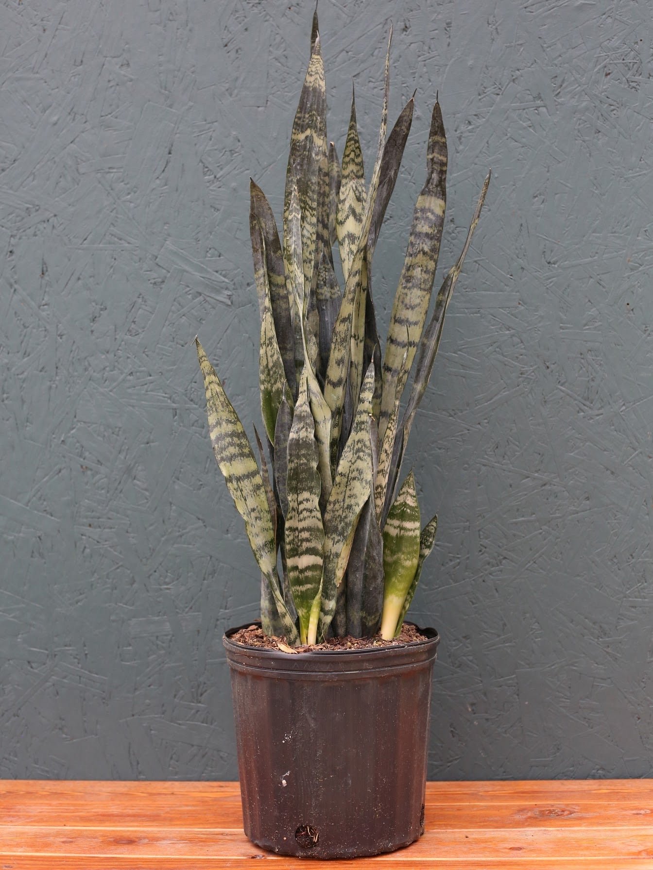 Snake Plant ‘Zeylanica’