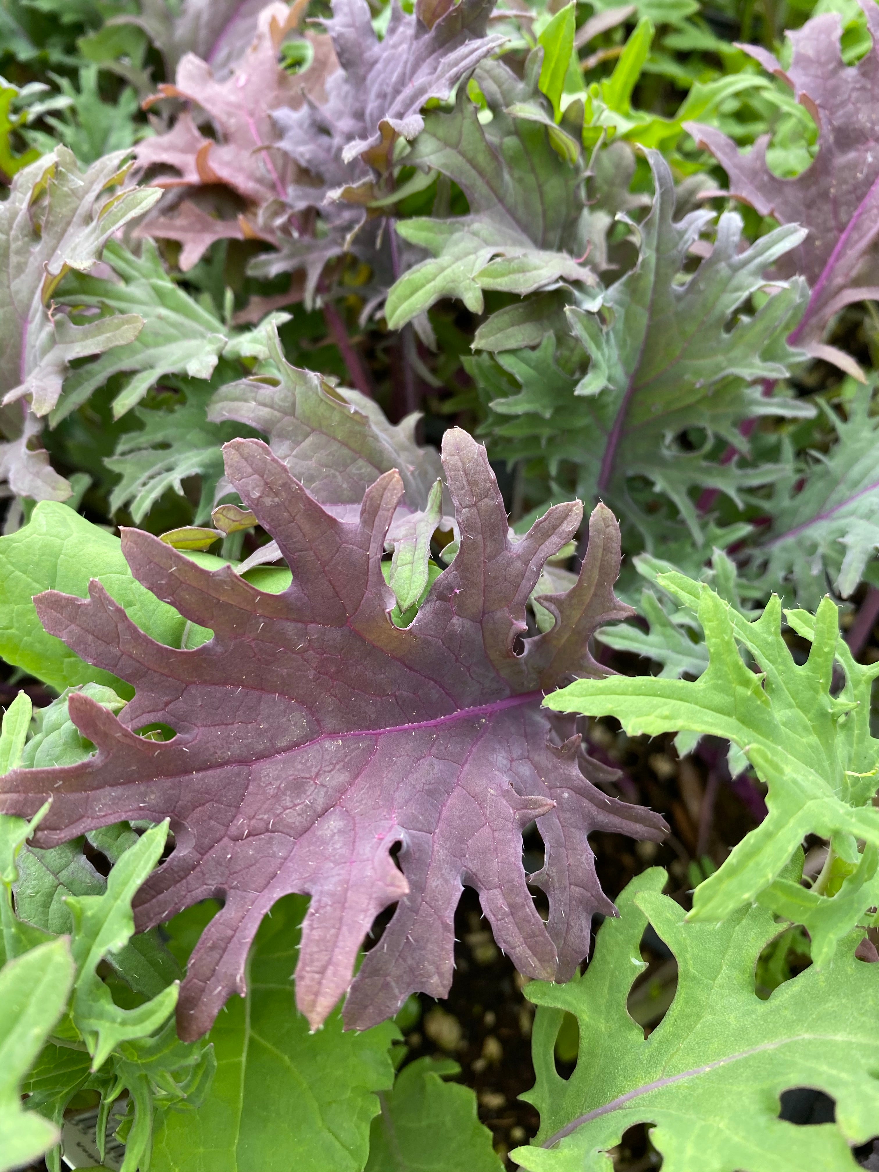 Kale Red Russian Pack