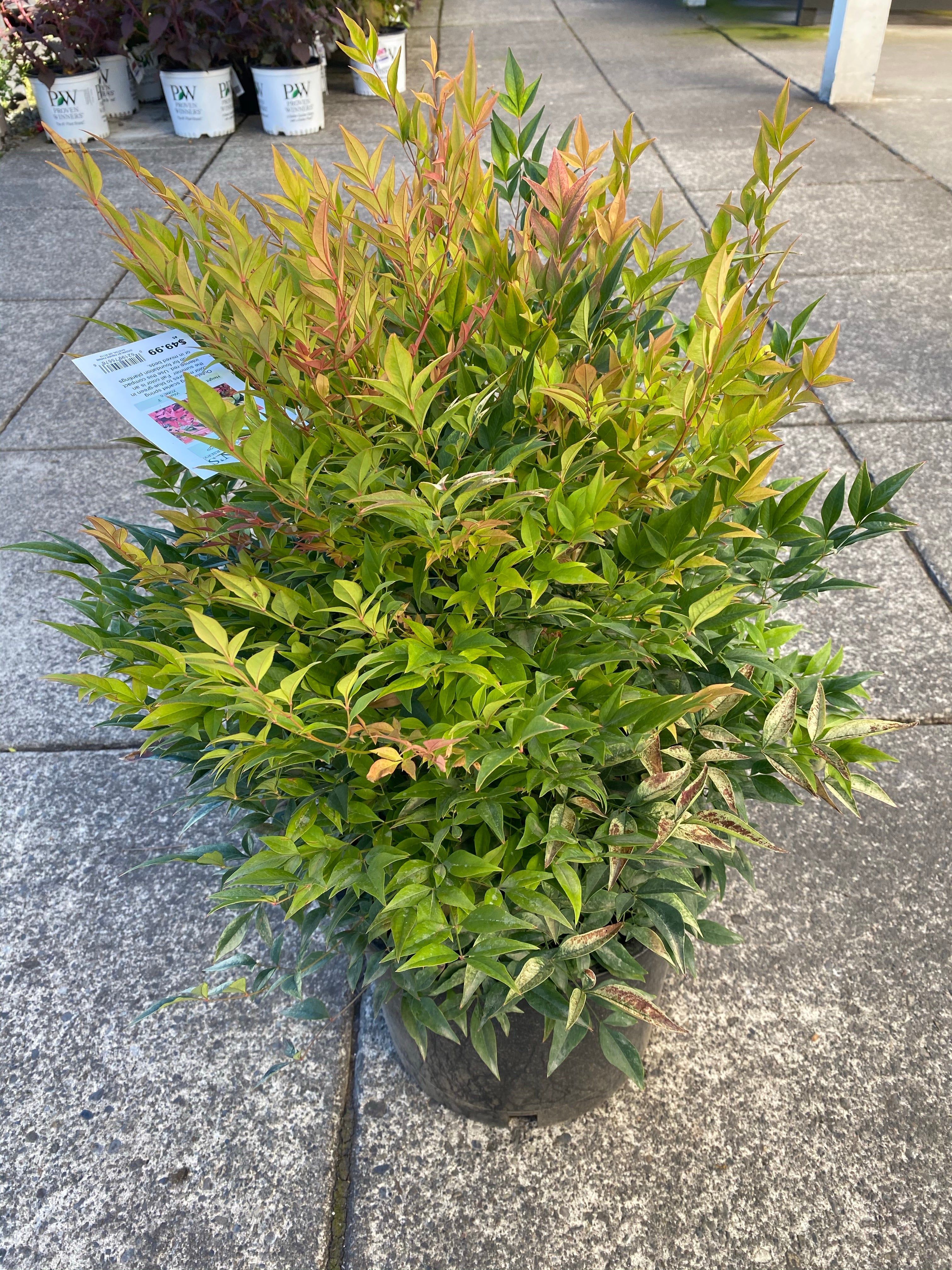 Nandina ‘Gulf Stream’ 2G