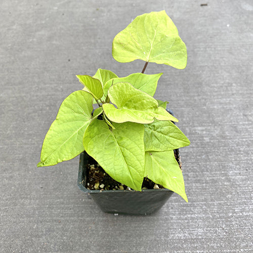 Watson's Greenhouse 
