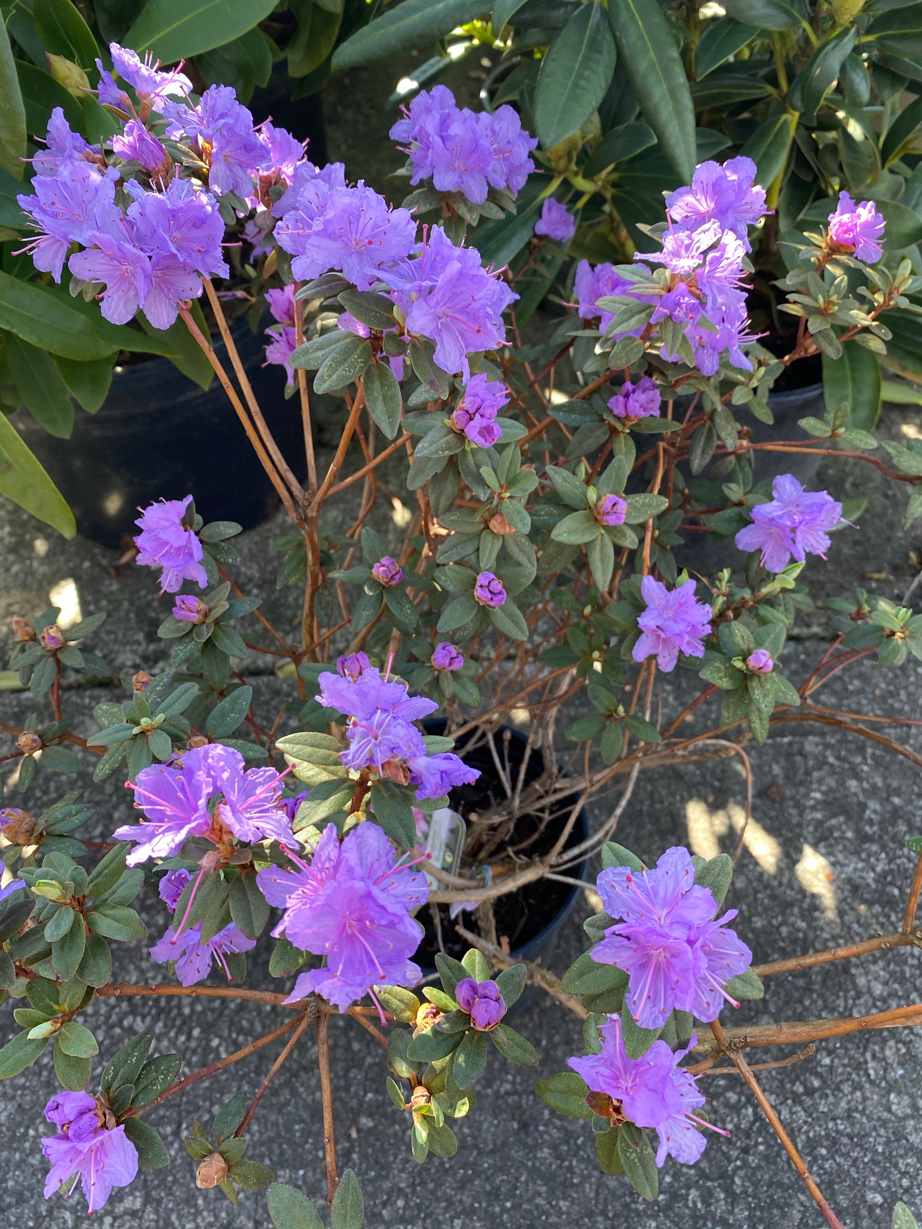 Rhododendron 'Ramapo’