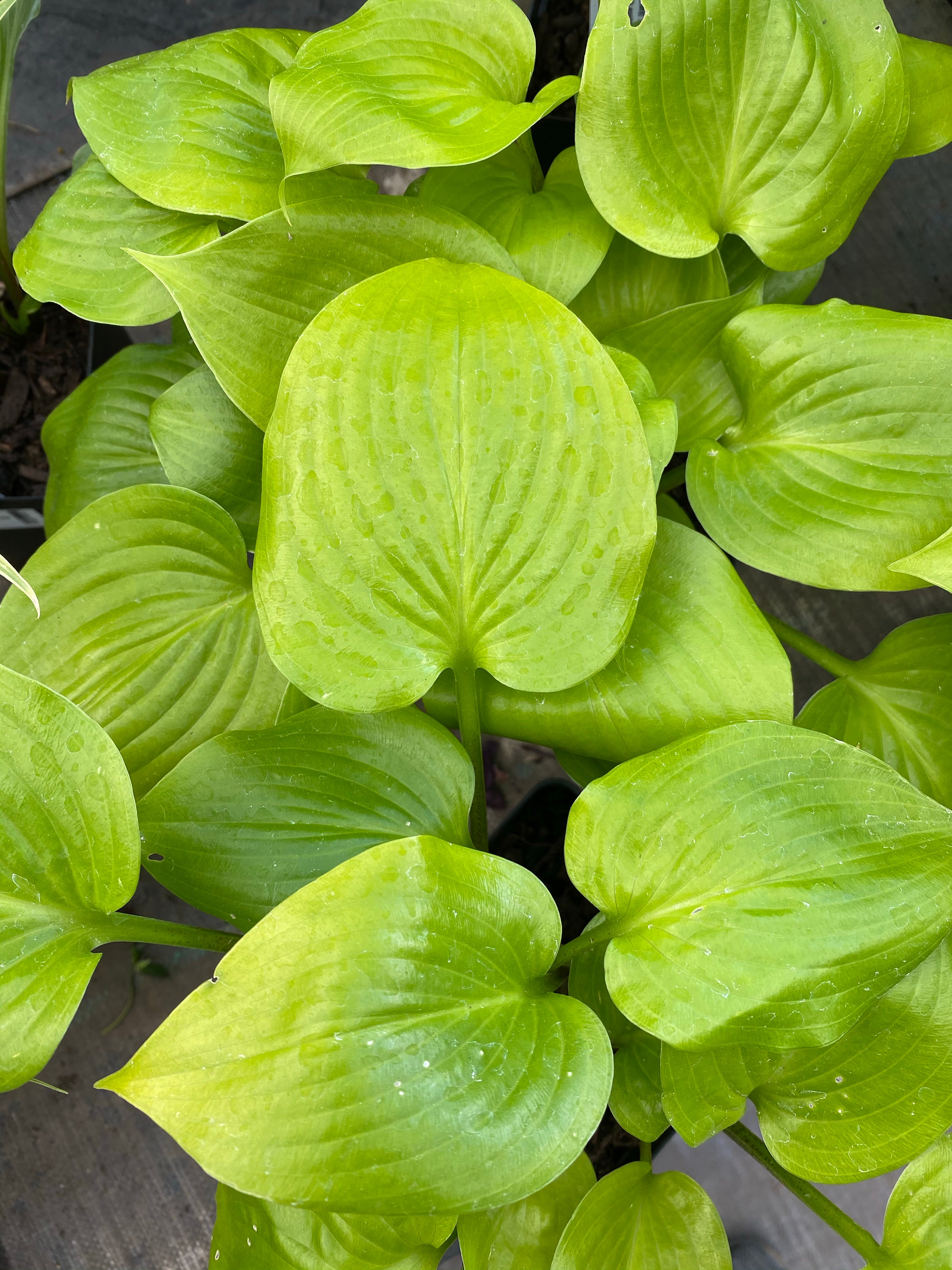 Watson's Greenhouse 