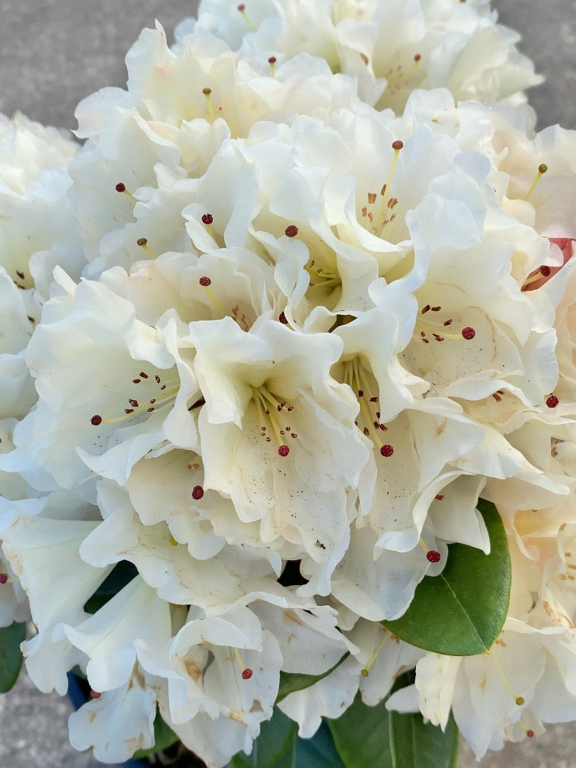 Rhododendron Unique