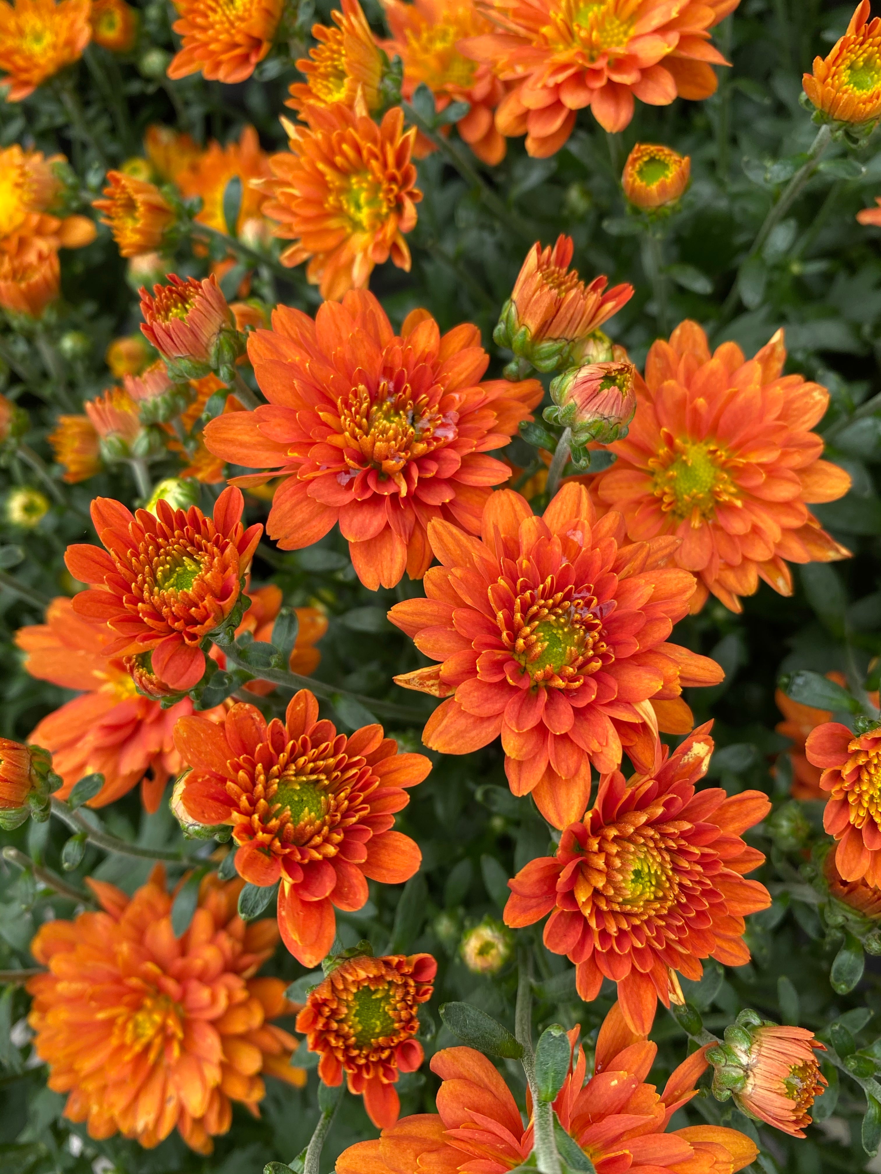 Mum 'Orange Zest'