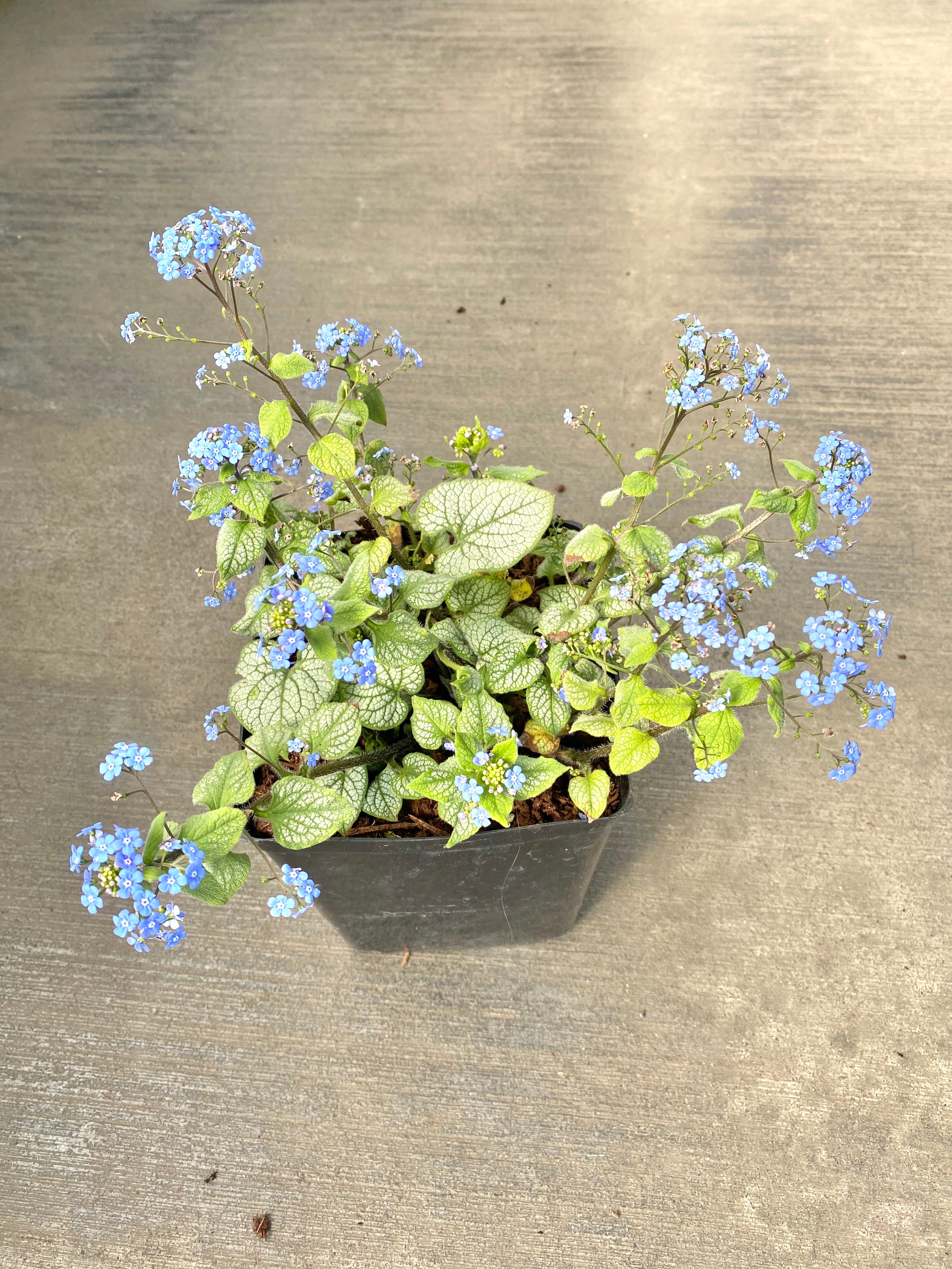 Heartleaf Brunnera ‘Jack Frost’ 1G