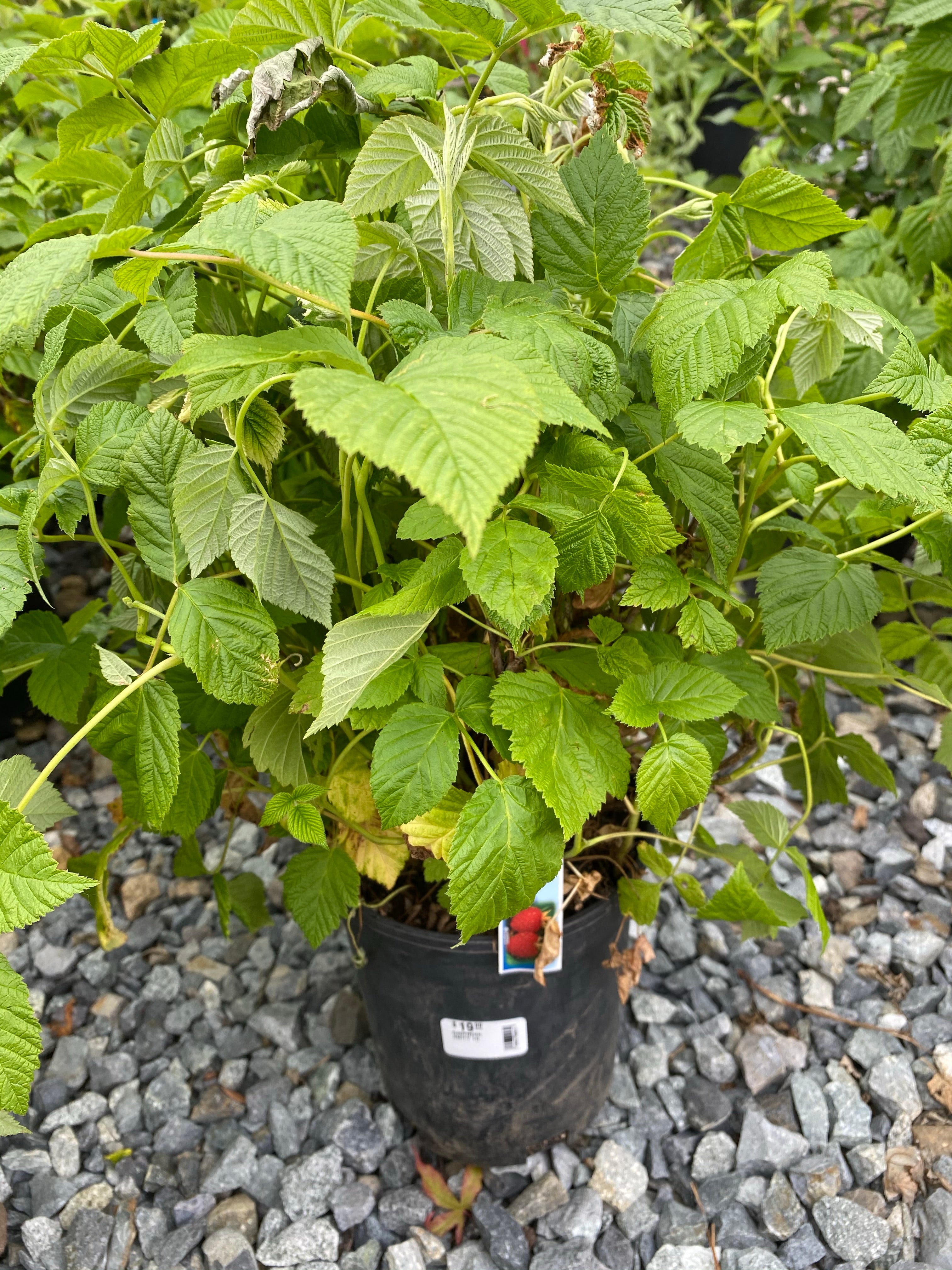 Raspberry Amity 2 Year – Watson's Greenhouse