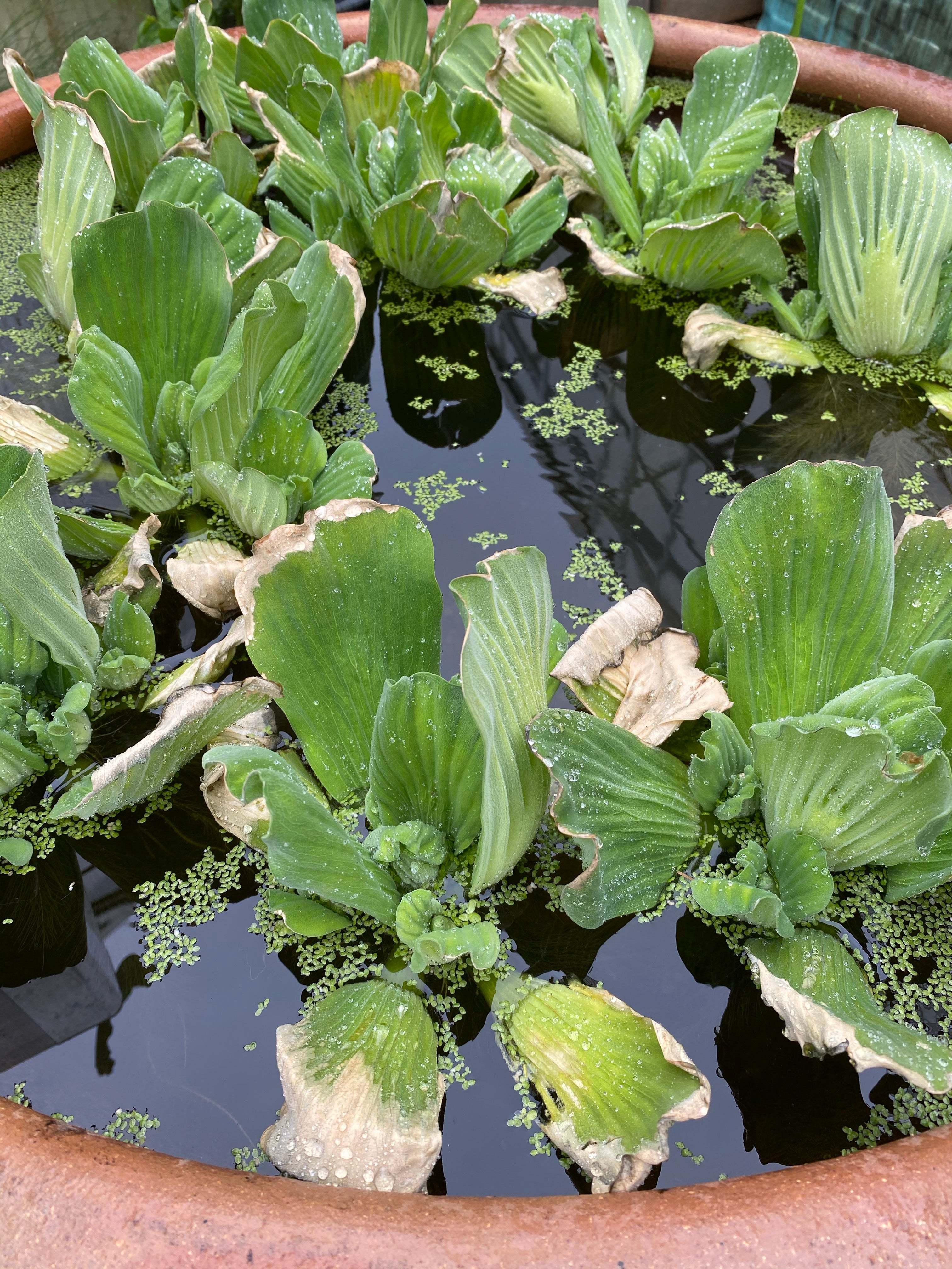 Water Lettuce