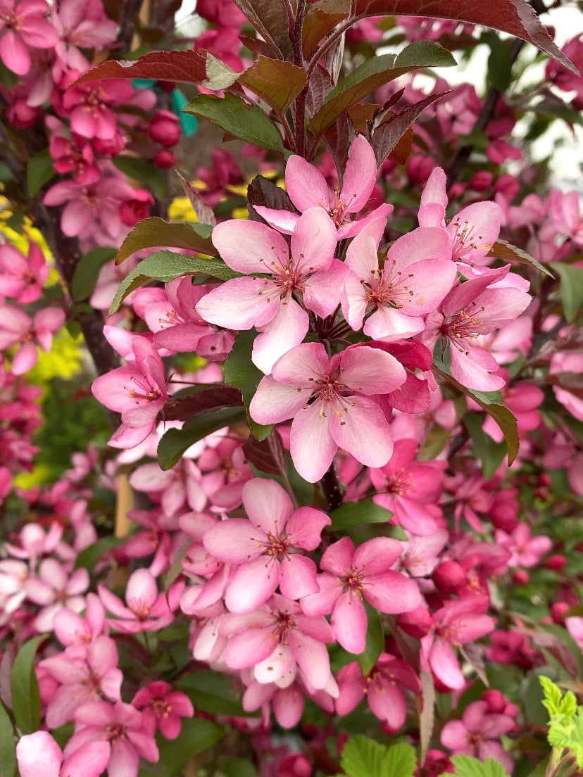 Malus 'Royal Raindrop' | Crabapple