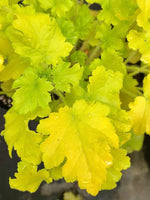 Heuchera 'Lime Marmalade'