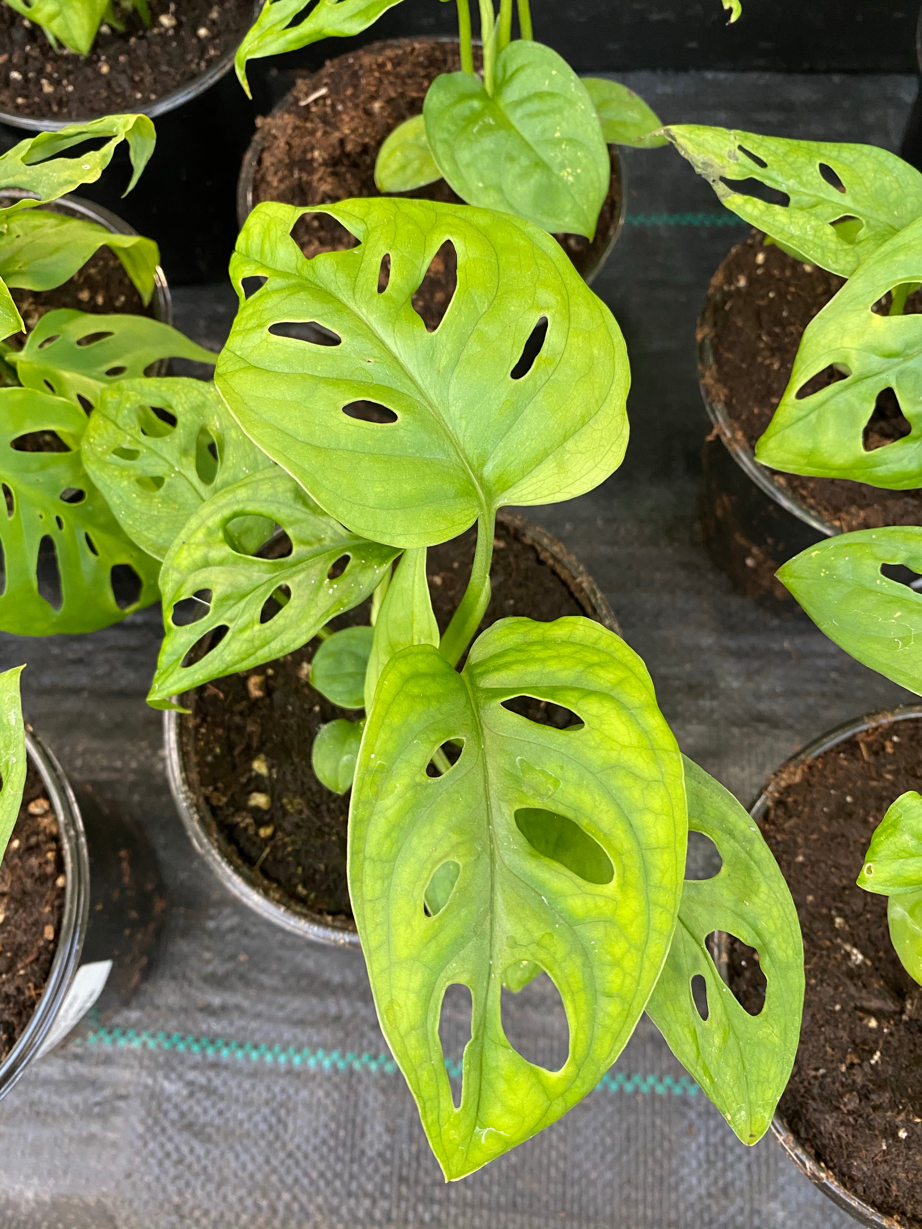 Monstera Adansonii Swiss Cheese 4”