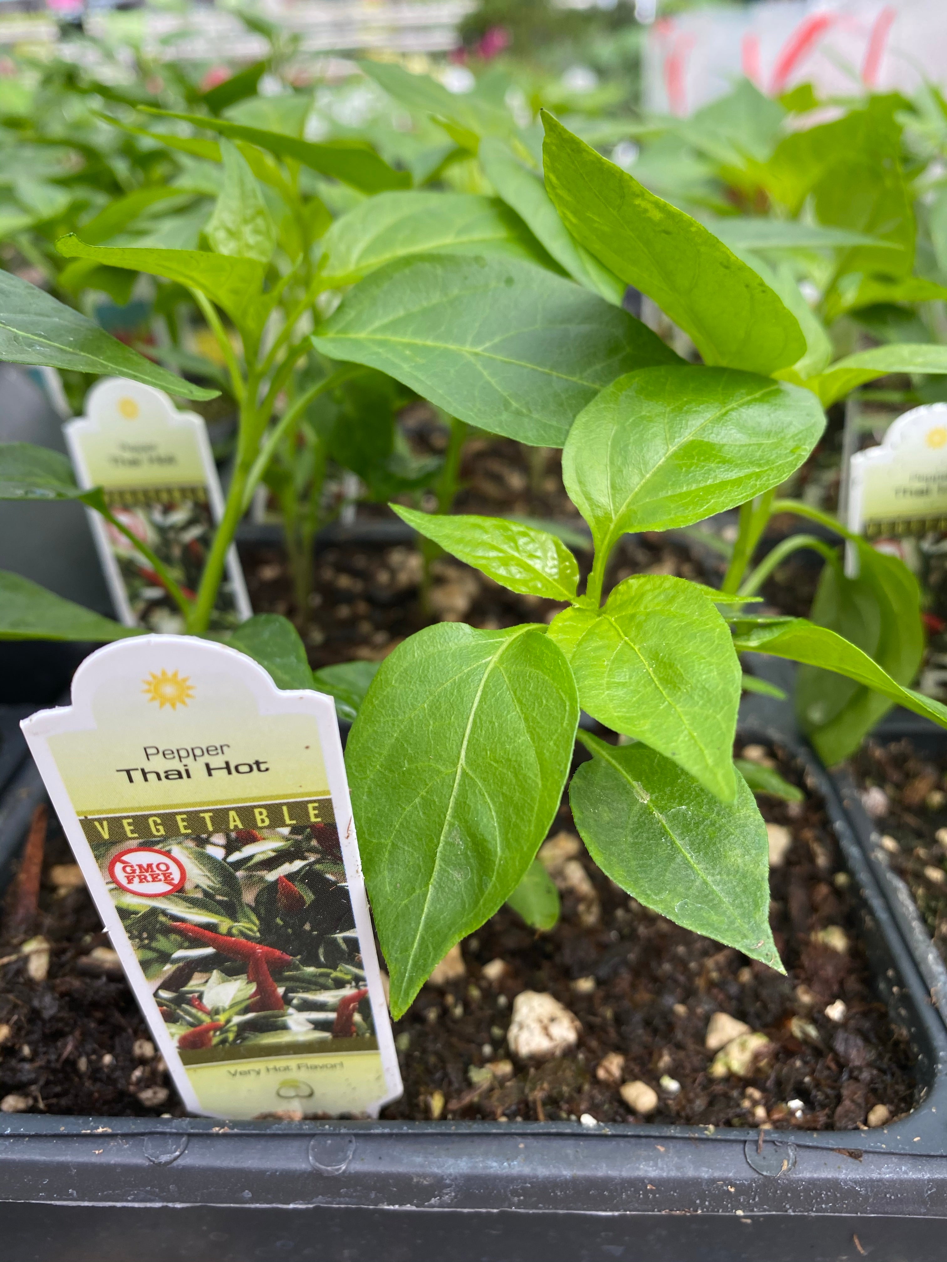 Watson's Greenhouse 