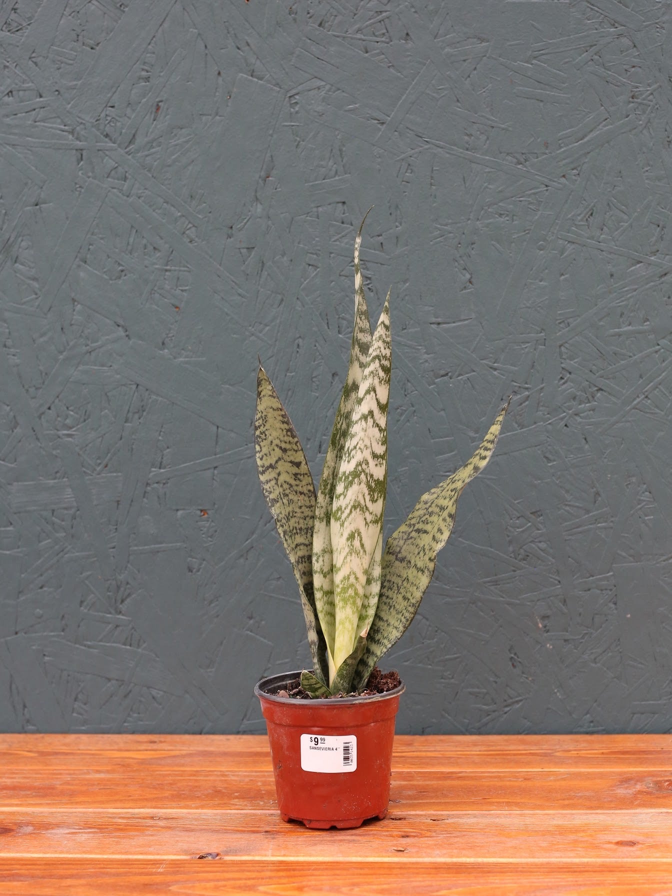 Snake Plant ‘Zeylanica’