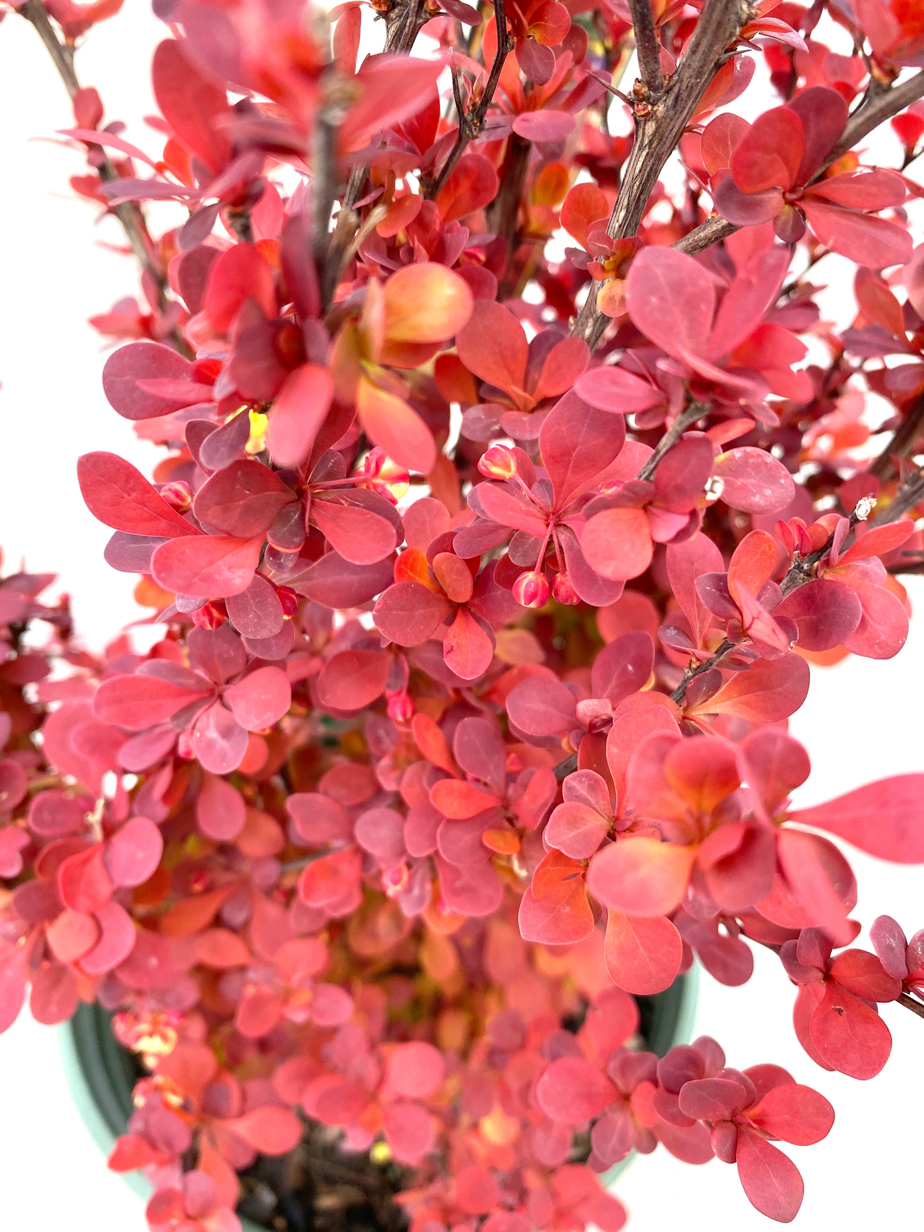 Barberry 'Orange Rocket'