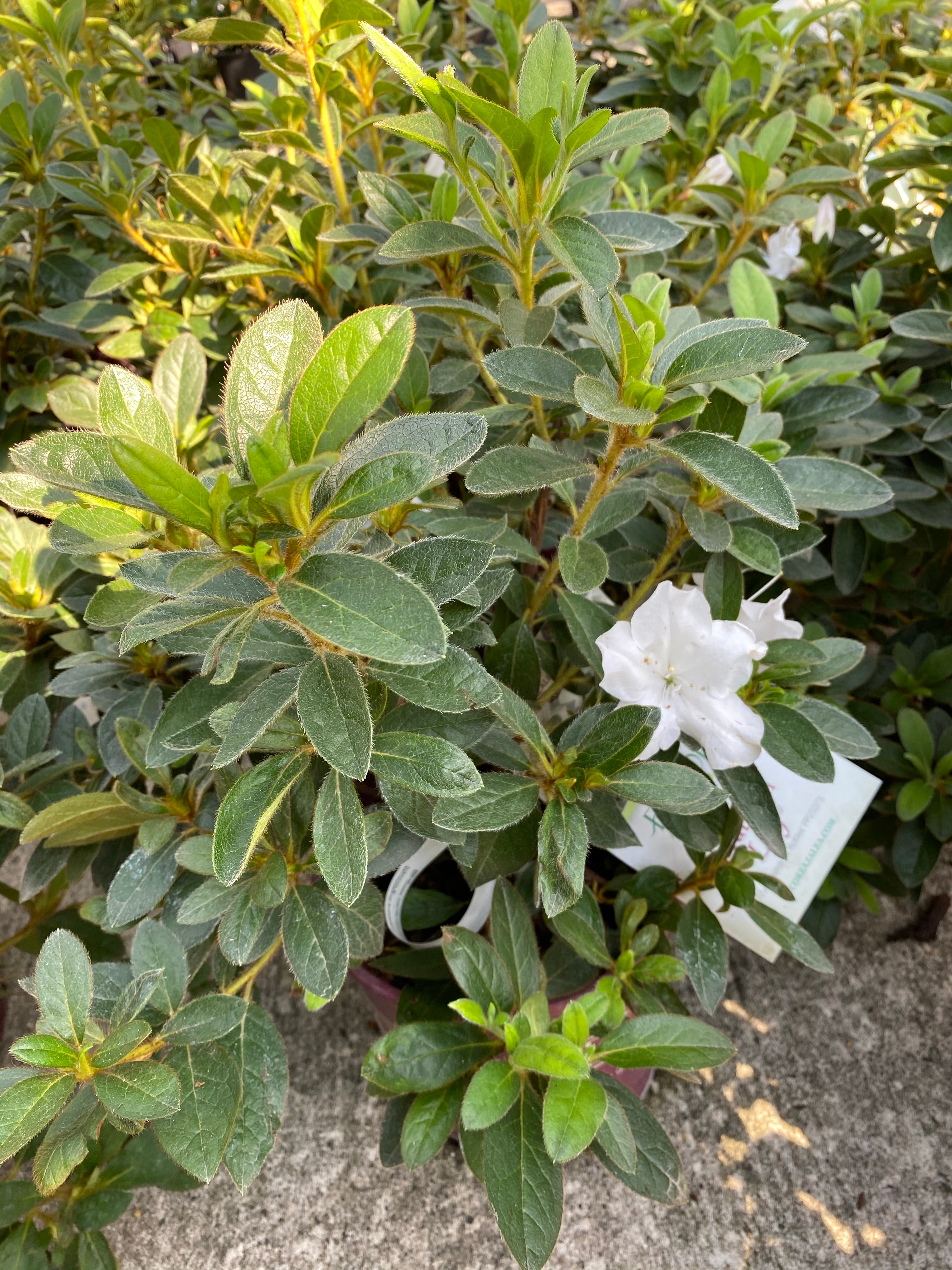 Watson's Greenhouse 