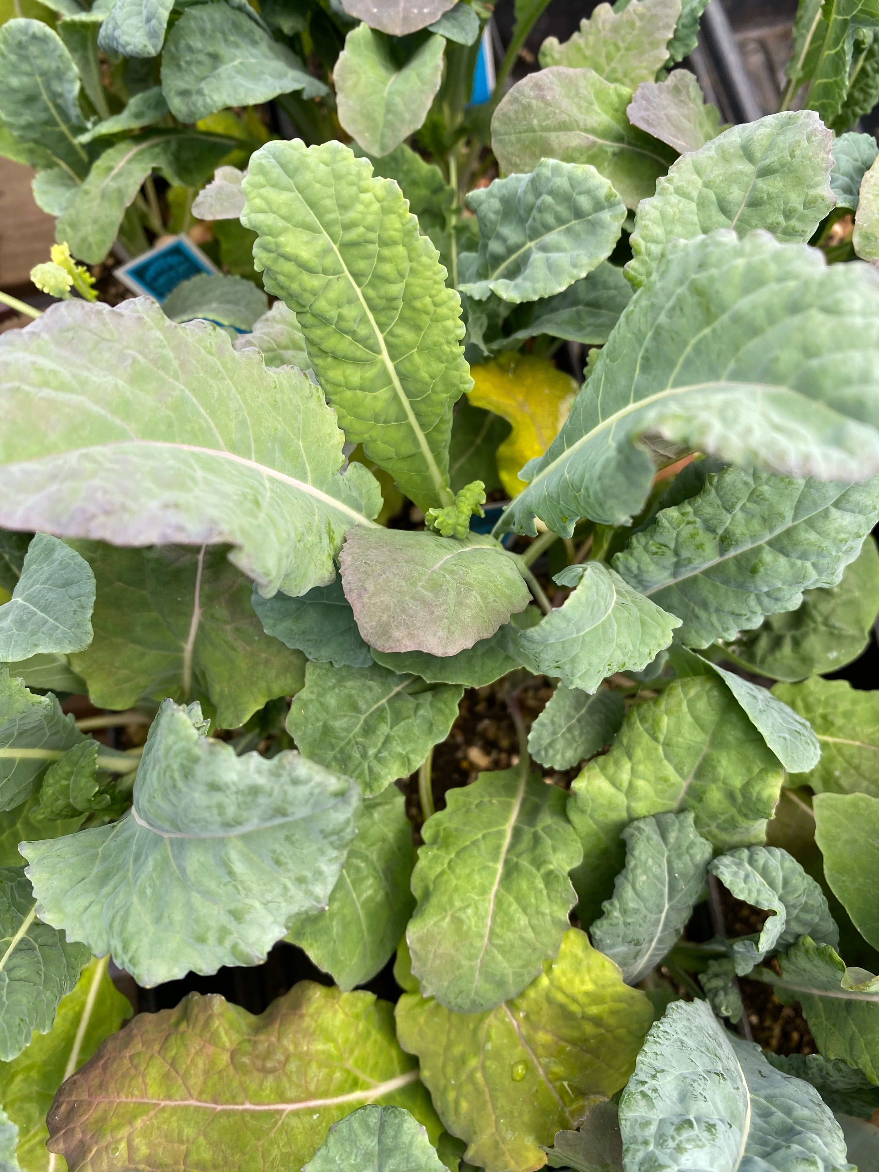 Watson's Greenhouse 