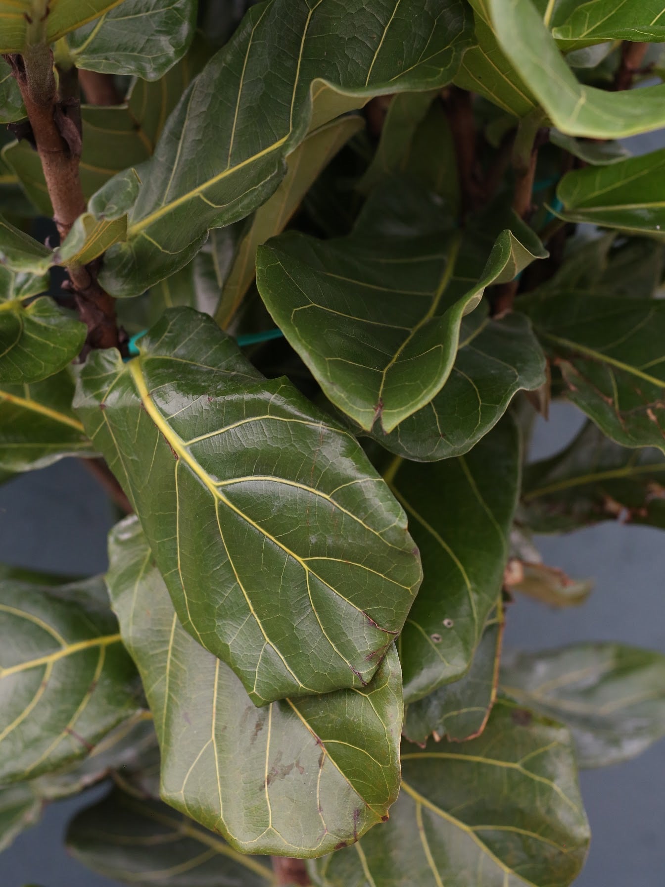 Ficus Lyrata ‘Fiddle Leaf Fig’ Bush 14”