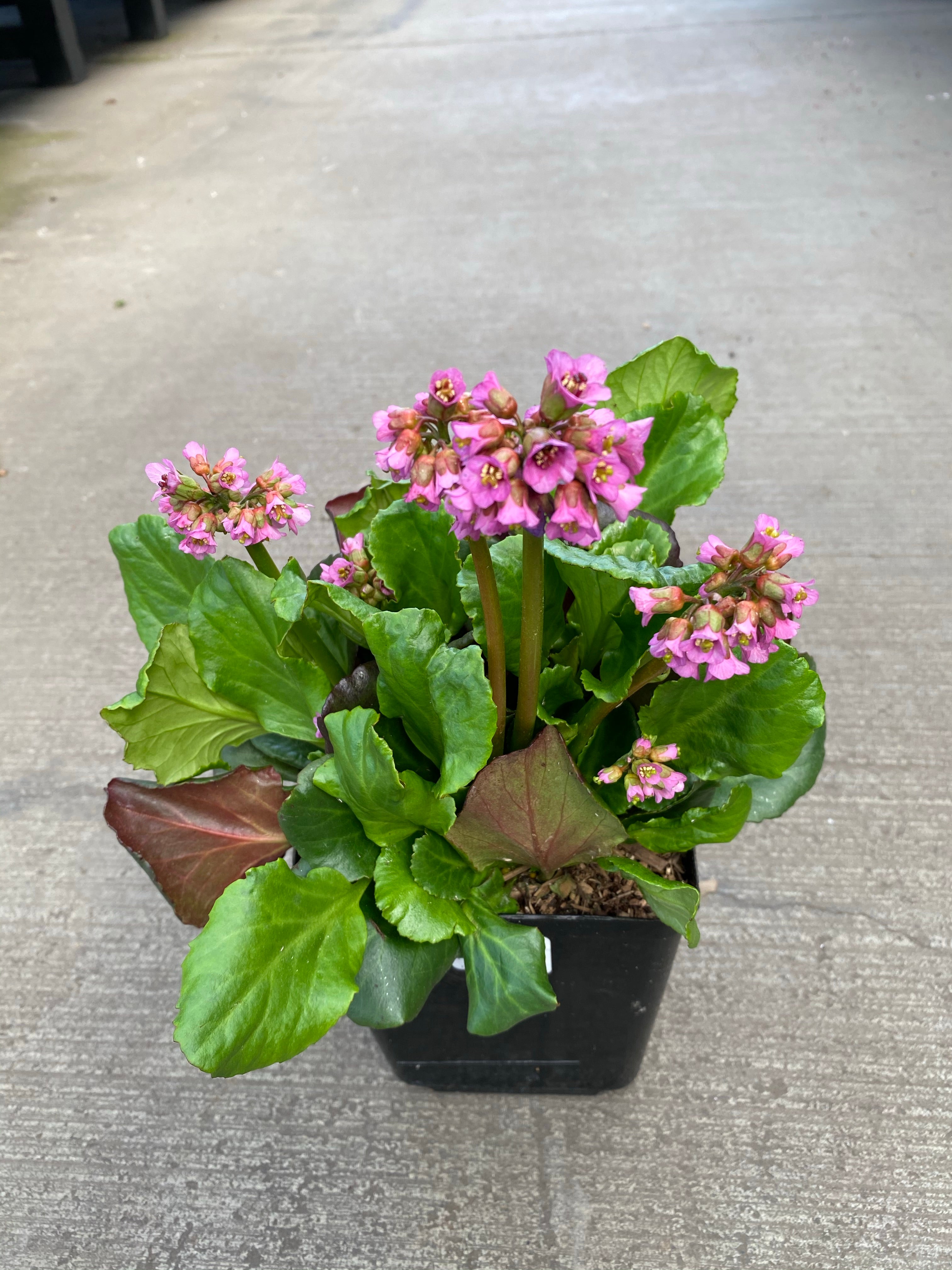 Bergenia Magic Giant 1G