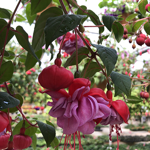 Fuchsia | Blue Eyes 4"
