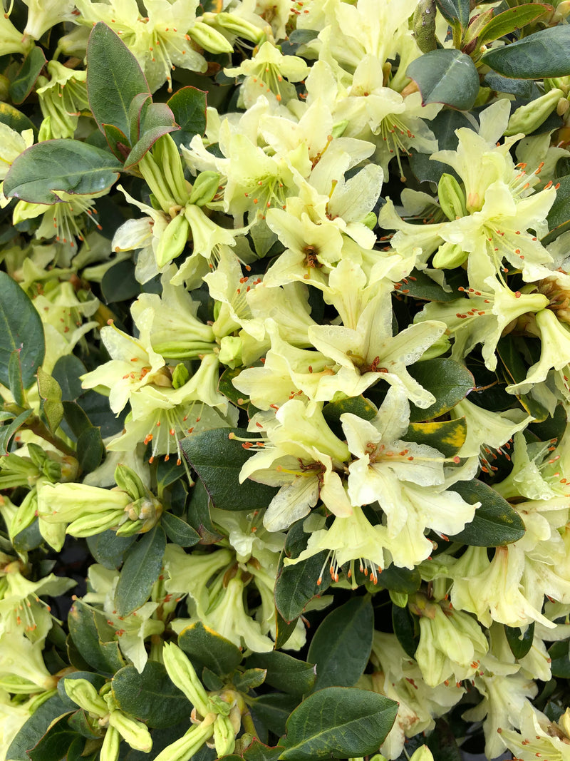 Rhododendron 'Shamrock' 5G