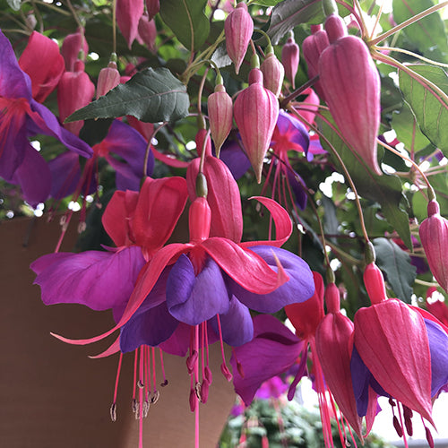 Fuchsia | Purple Sage 4"