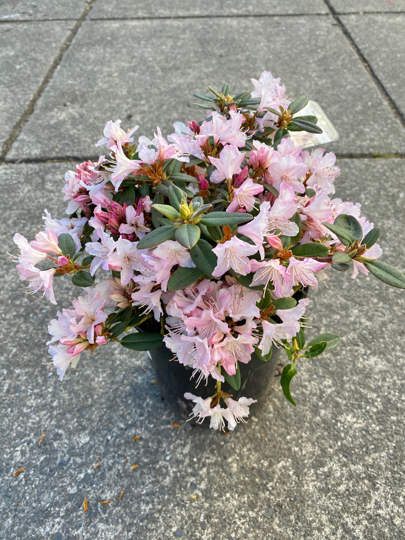 Rhododendron ‘Ginni Gee’