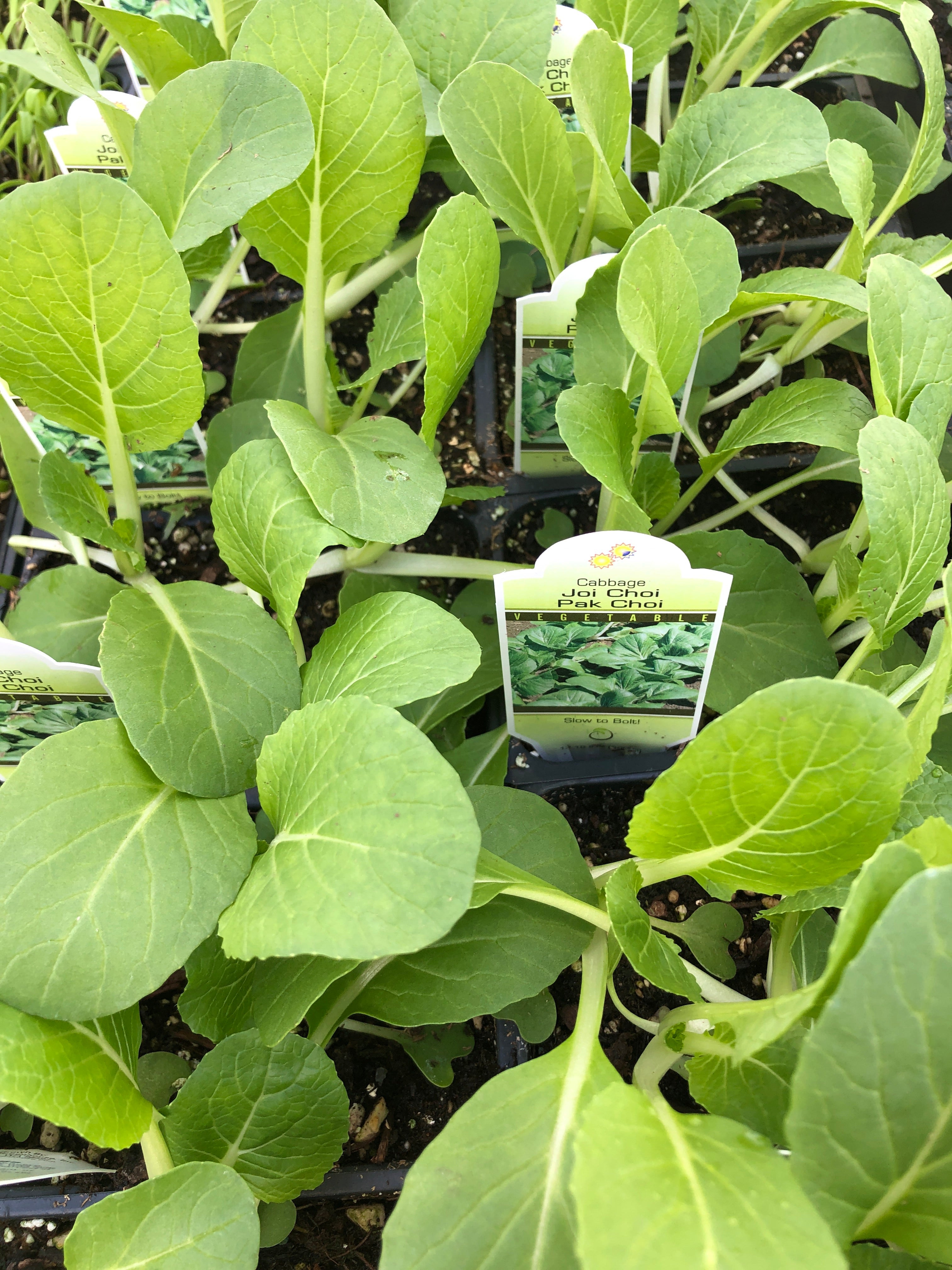 Organic Jumbo 6 Pack | Bok Choy