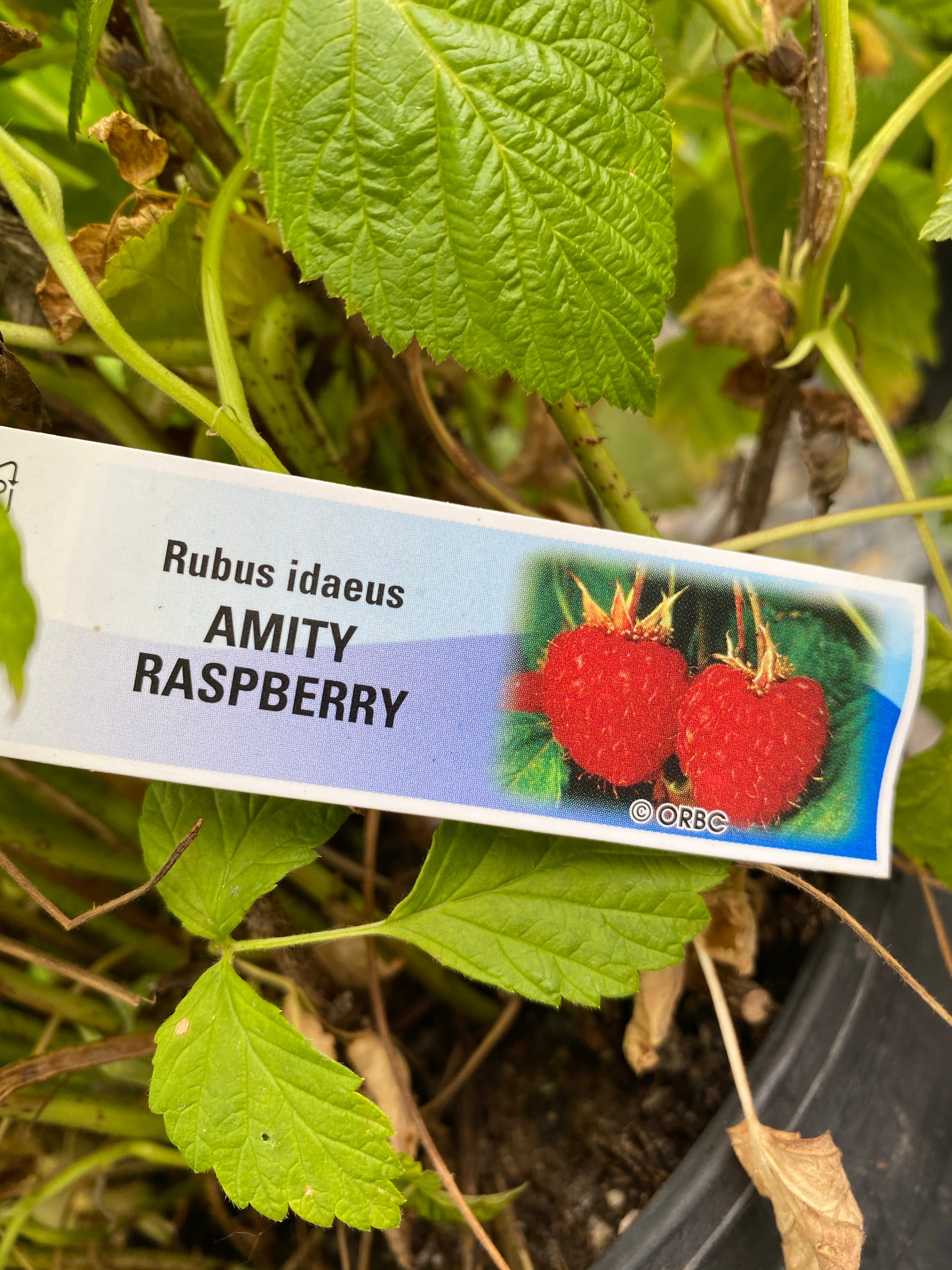 Raspberry Amity 2 Year – Watson's Greenhouse