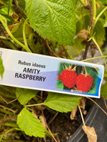 Raspberry Amity 2 Year