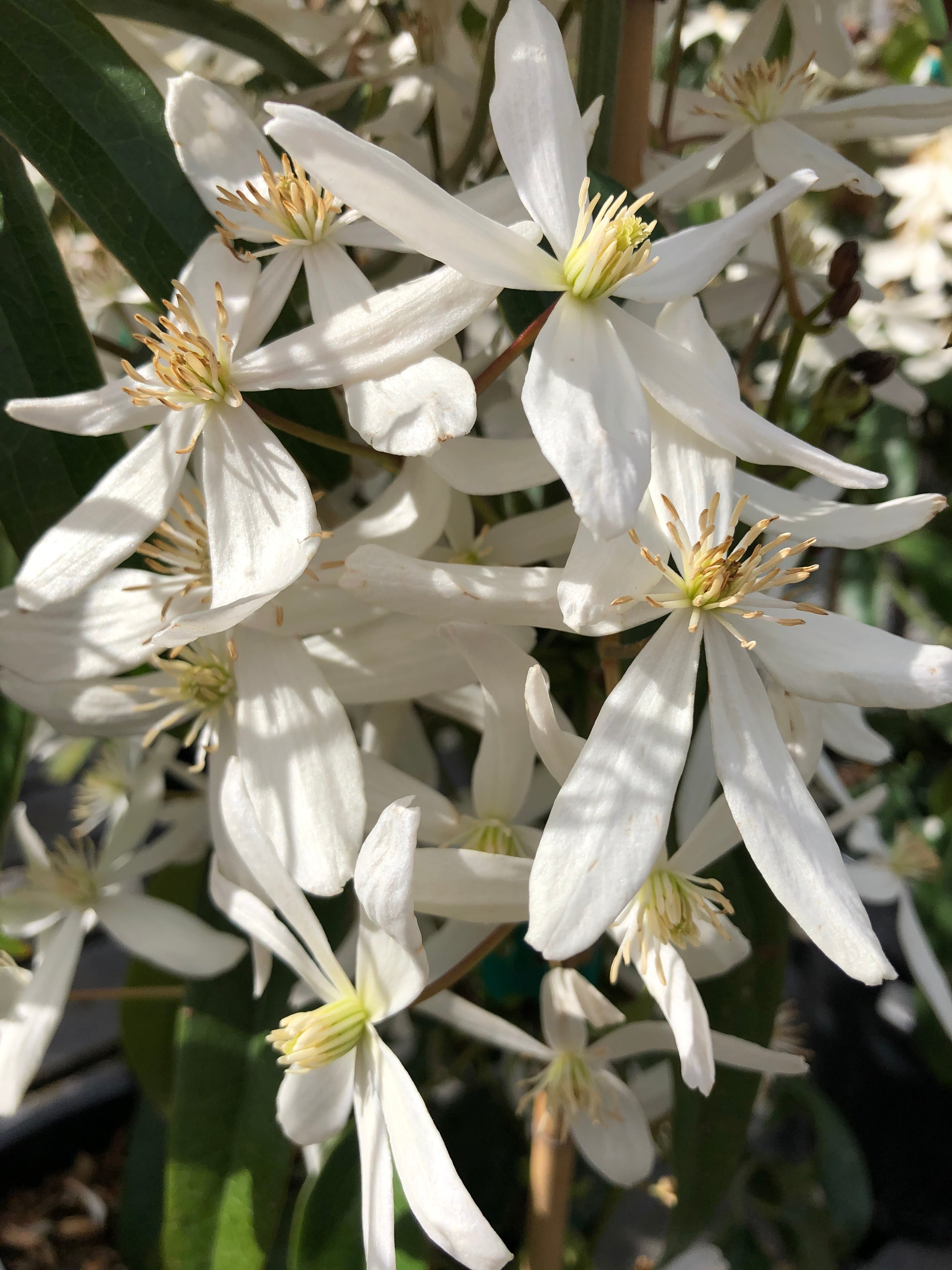 Clematis Snowdrift 1G