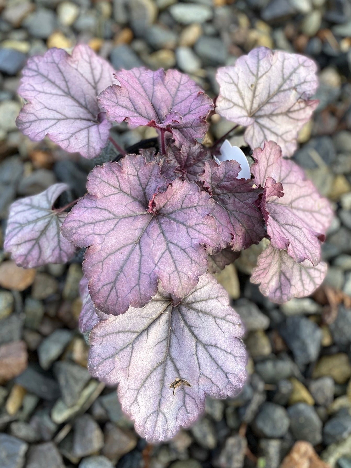 Heuchera Spellbound