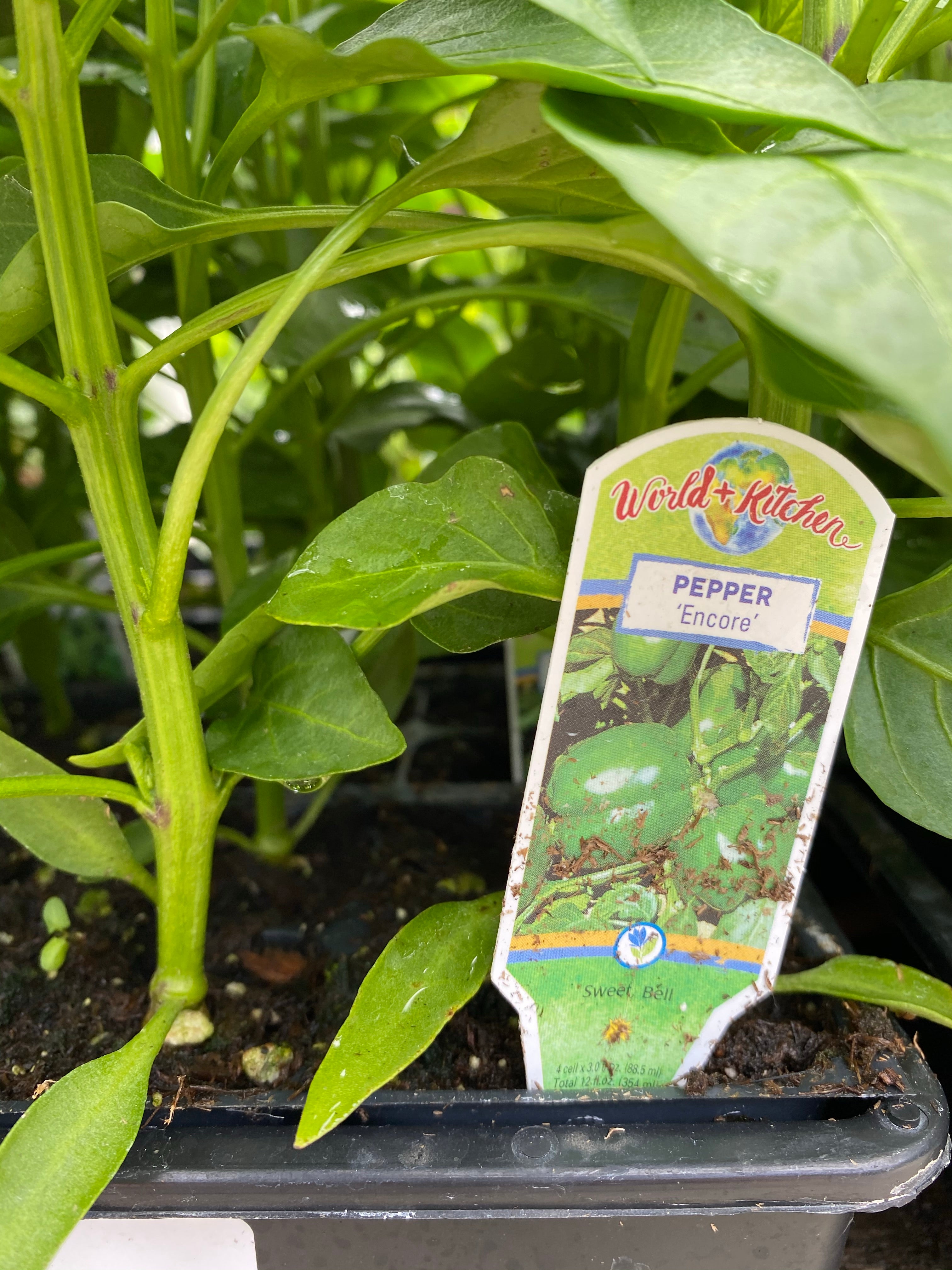Watson's Greenhouse 