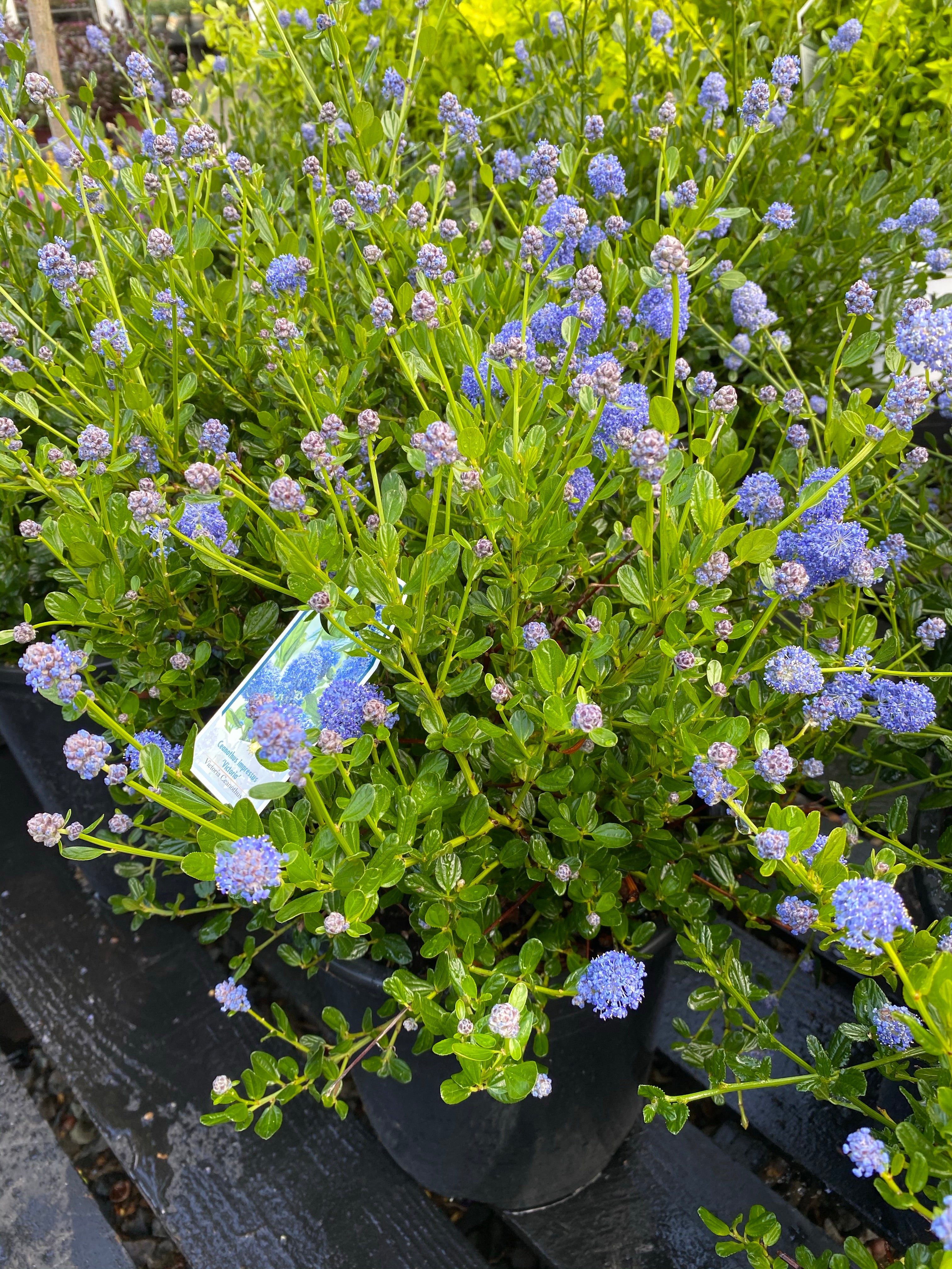 Ceanothus Victoria