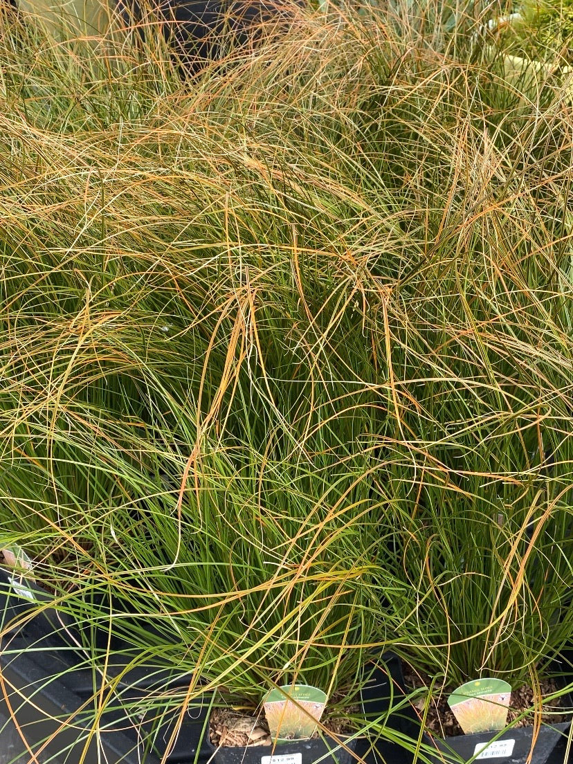 Carex Testacea Sedge Orange