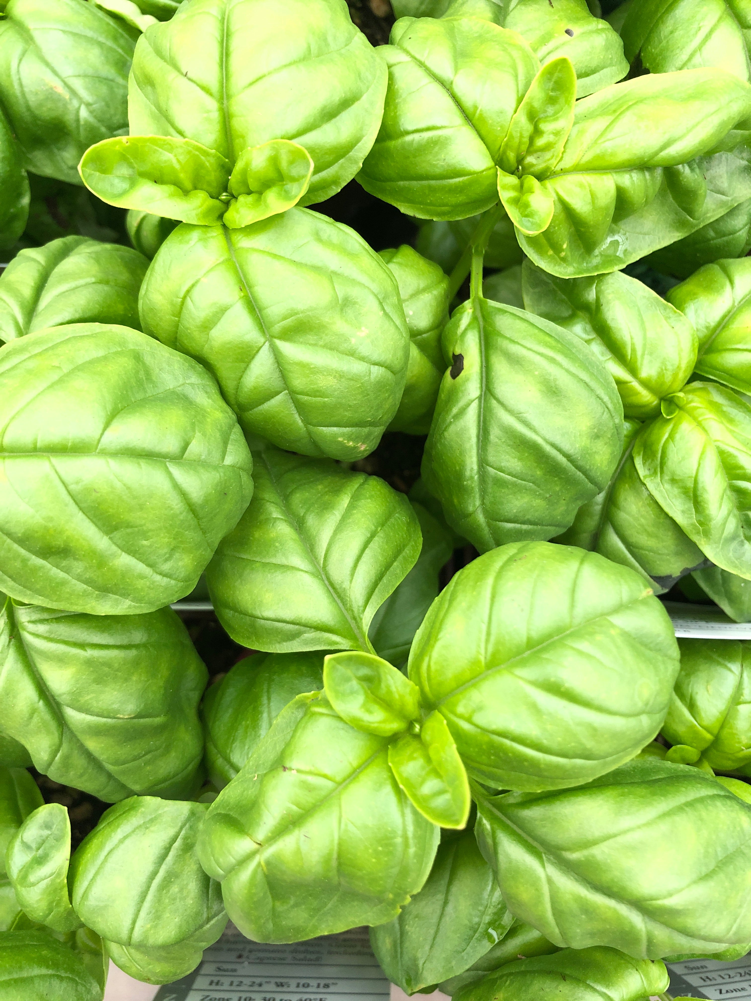 Basil Genovese 4"