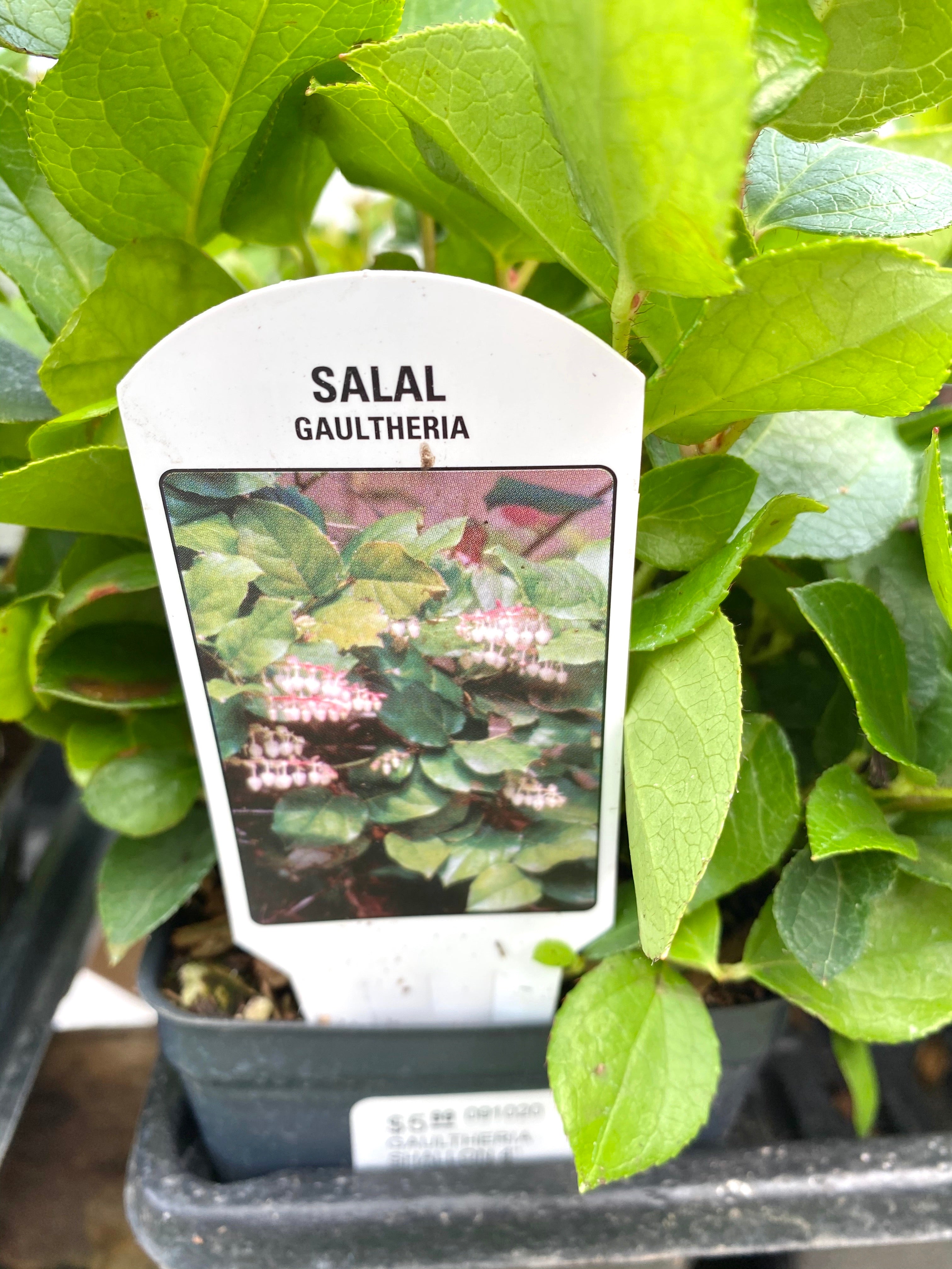 Gaultheria shallon 'Salal' 4