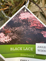 Elderberry ‘Black Lace’ 5G