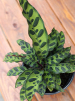 Calathea 'Lancifolia' (Rattle Snake)