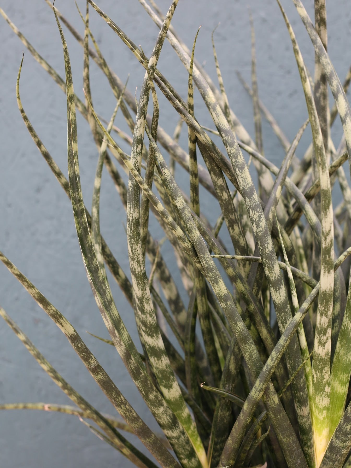 Snake Plant ‘Mikado'